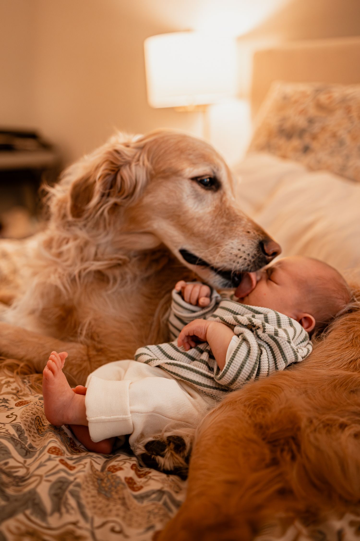 A golden retriever snuggles close to a baby on a floral patterned bed in warm lighting.