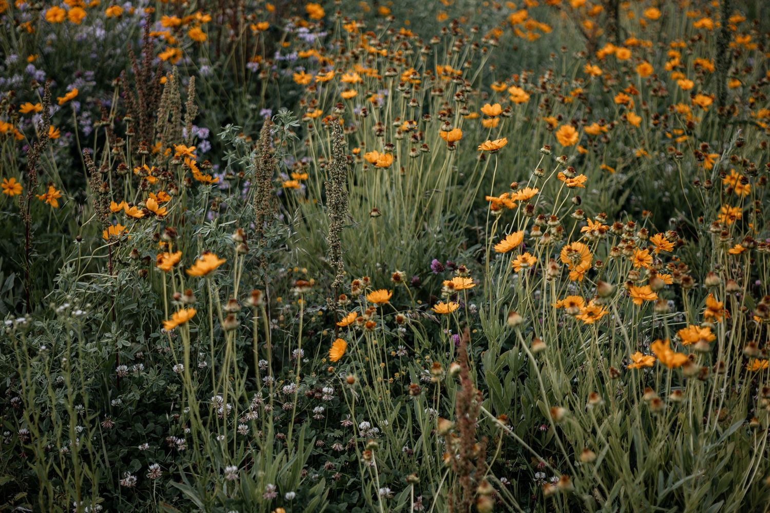 Growing wild yellow cosmos flowers bloom among tall green stems in a natural garden setting at golden hour.