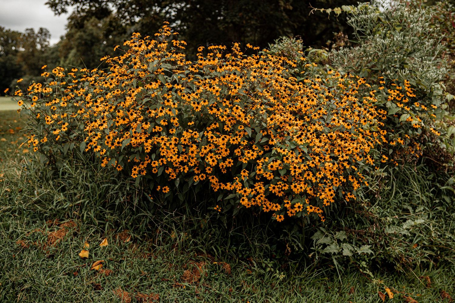 A vibrant orange Black-Eyed Susan plant blooms abundantly in a lush garden setting during late summer.
