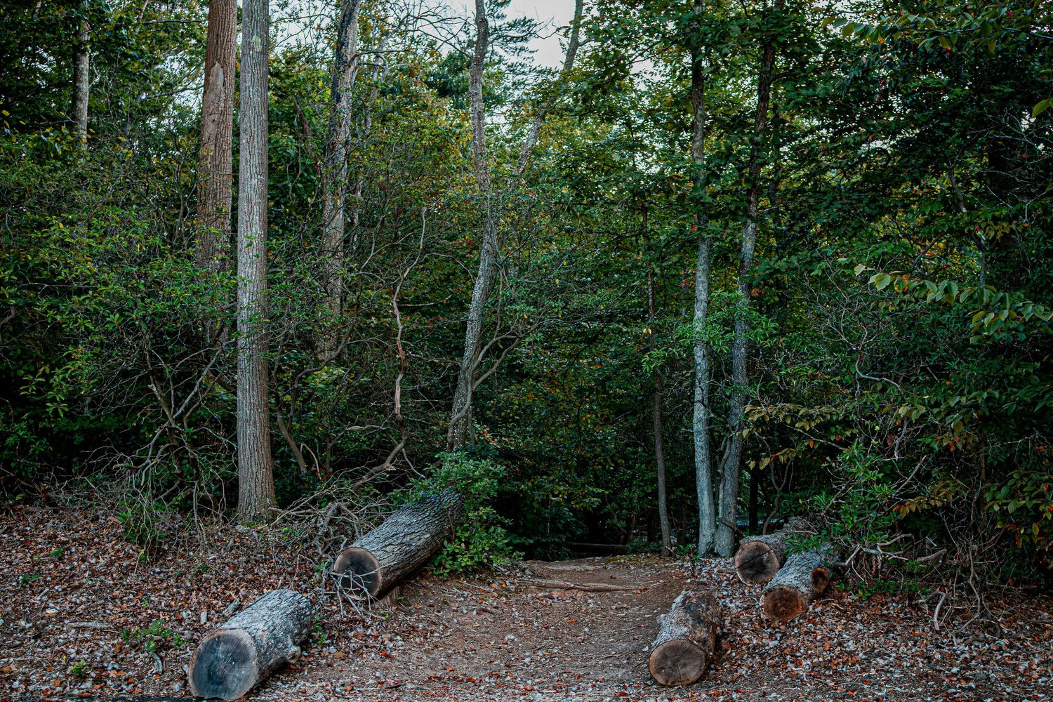Seven sequential photos showing a large tree slowly falling in a wooded area during a controlled cut.