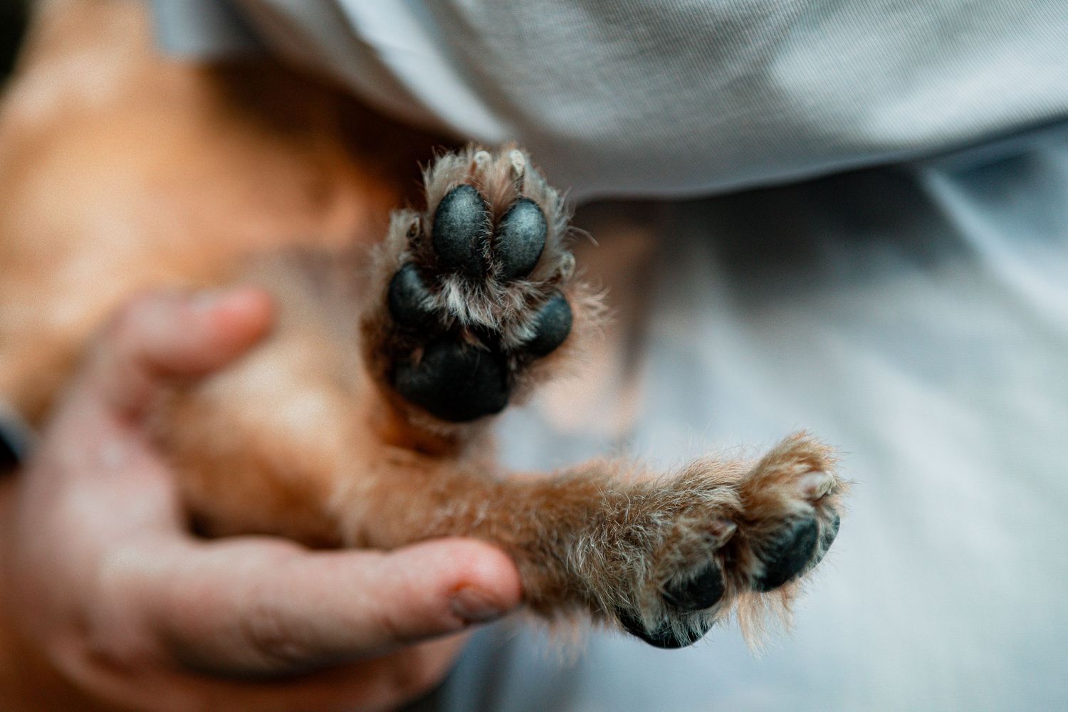 Close-up macro photograph of a black dog's paw with soft fur and dark paw pads visible against a light background.