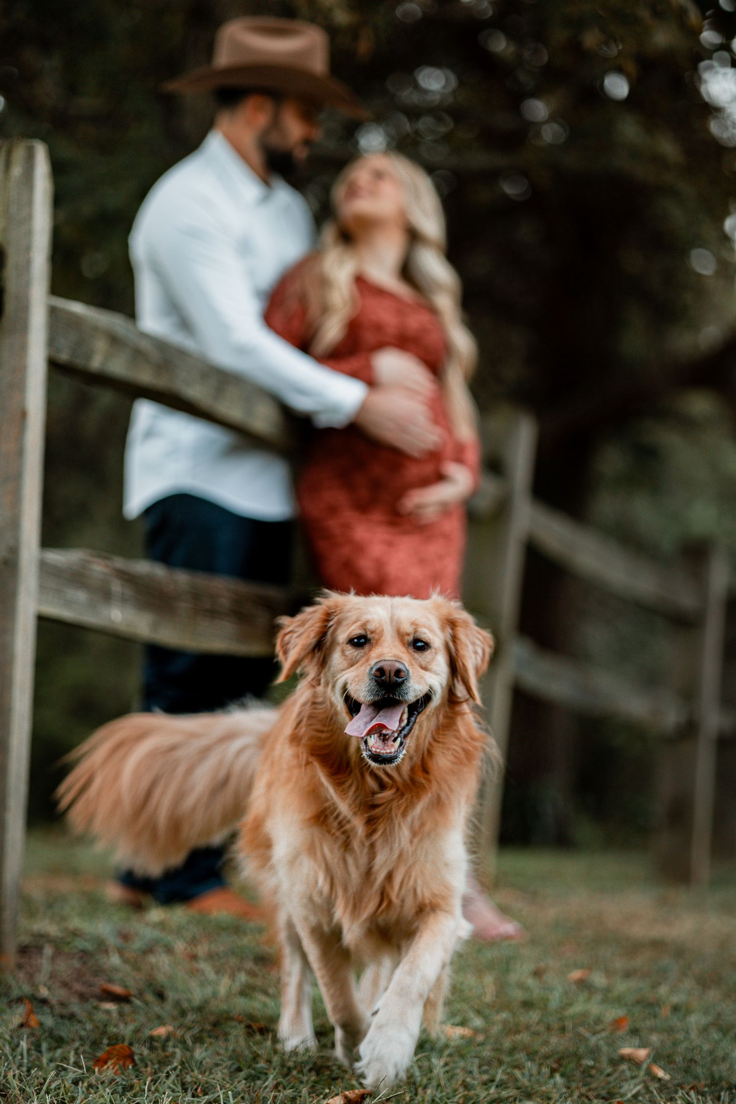 A happy golden retriever poses in the foreground while a couple embraces by a wooden fence.
