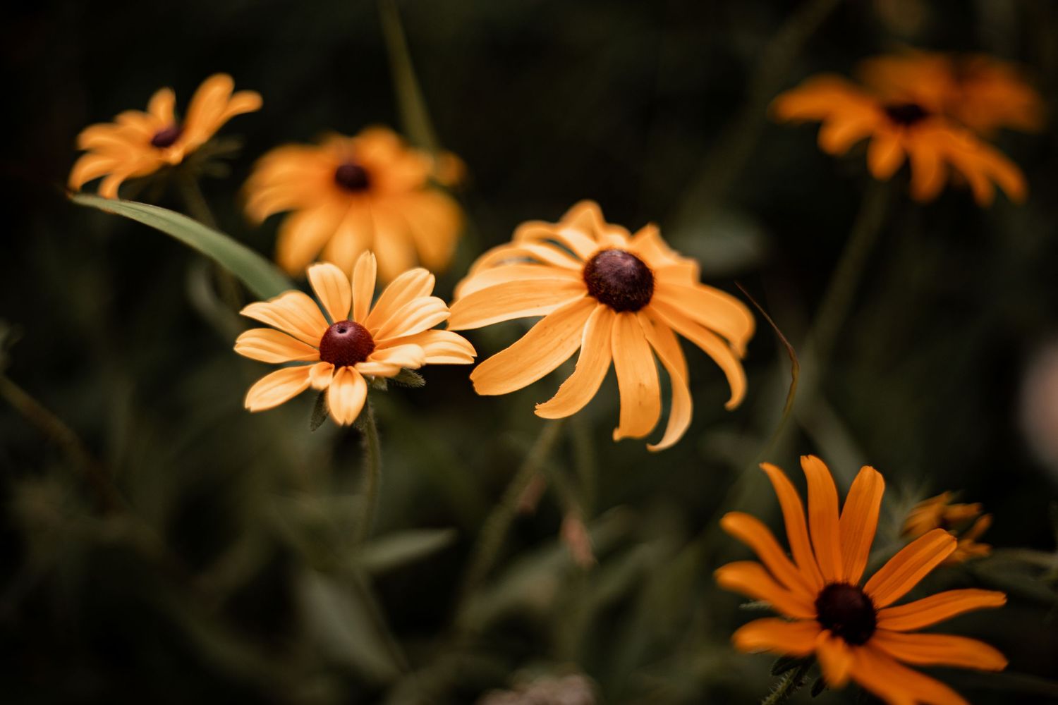 Close-up of vibrant orange Cape daisies with dark centers blooming against a blurred dark background.