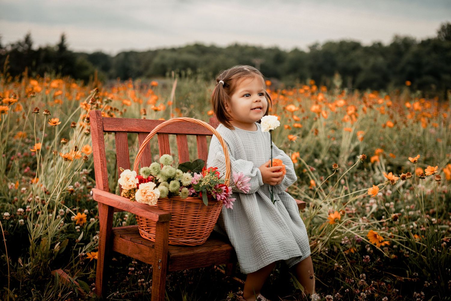 A rustic wooden bench sits in a vibrant field of orange cosmos flowers on an autumn day.