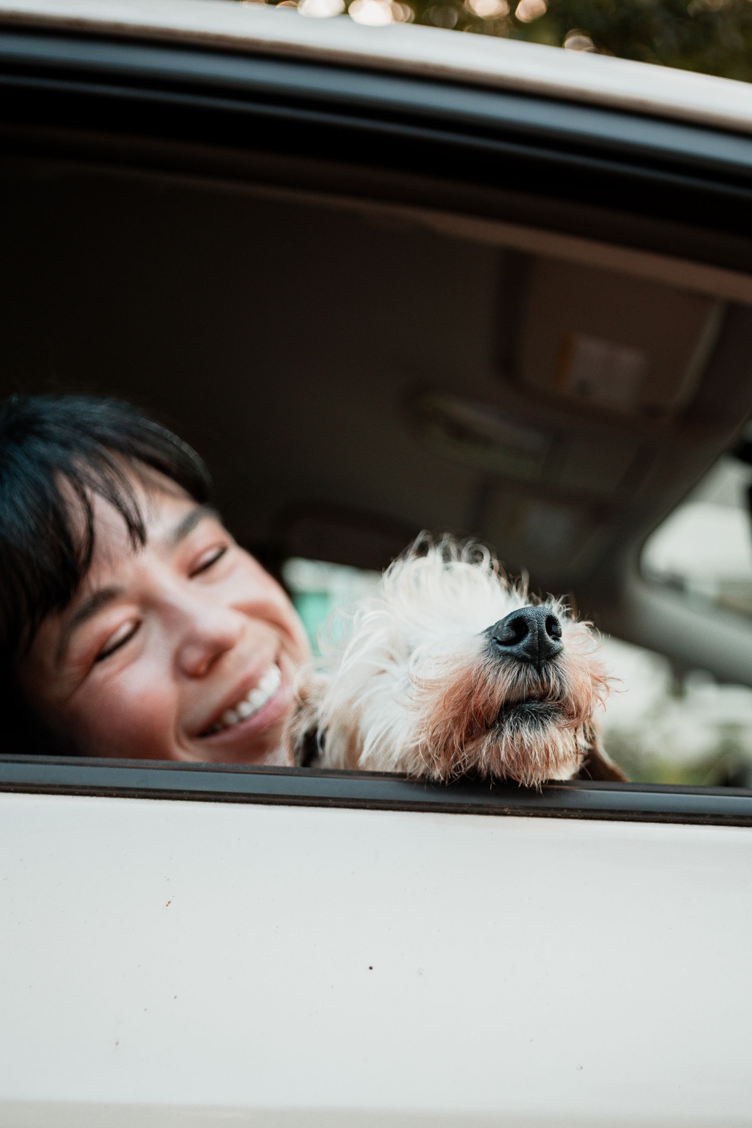 A cute white fluffy dog sticks its nose out of a car window while riding along, creating a joyful moment.