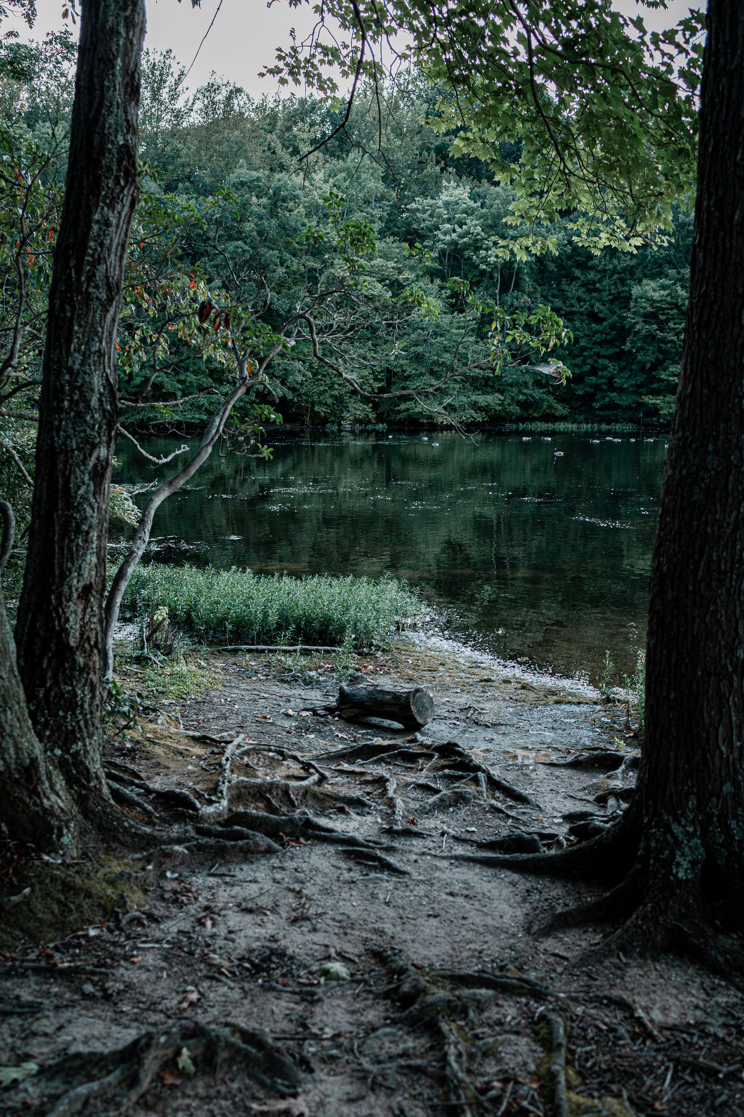 A moody forest lake view framed by tree trunks and exposed roots along a rocky shoreline in muted green tones.