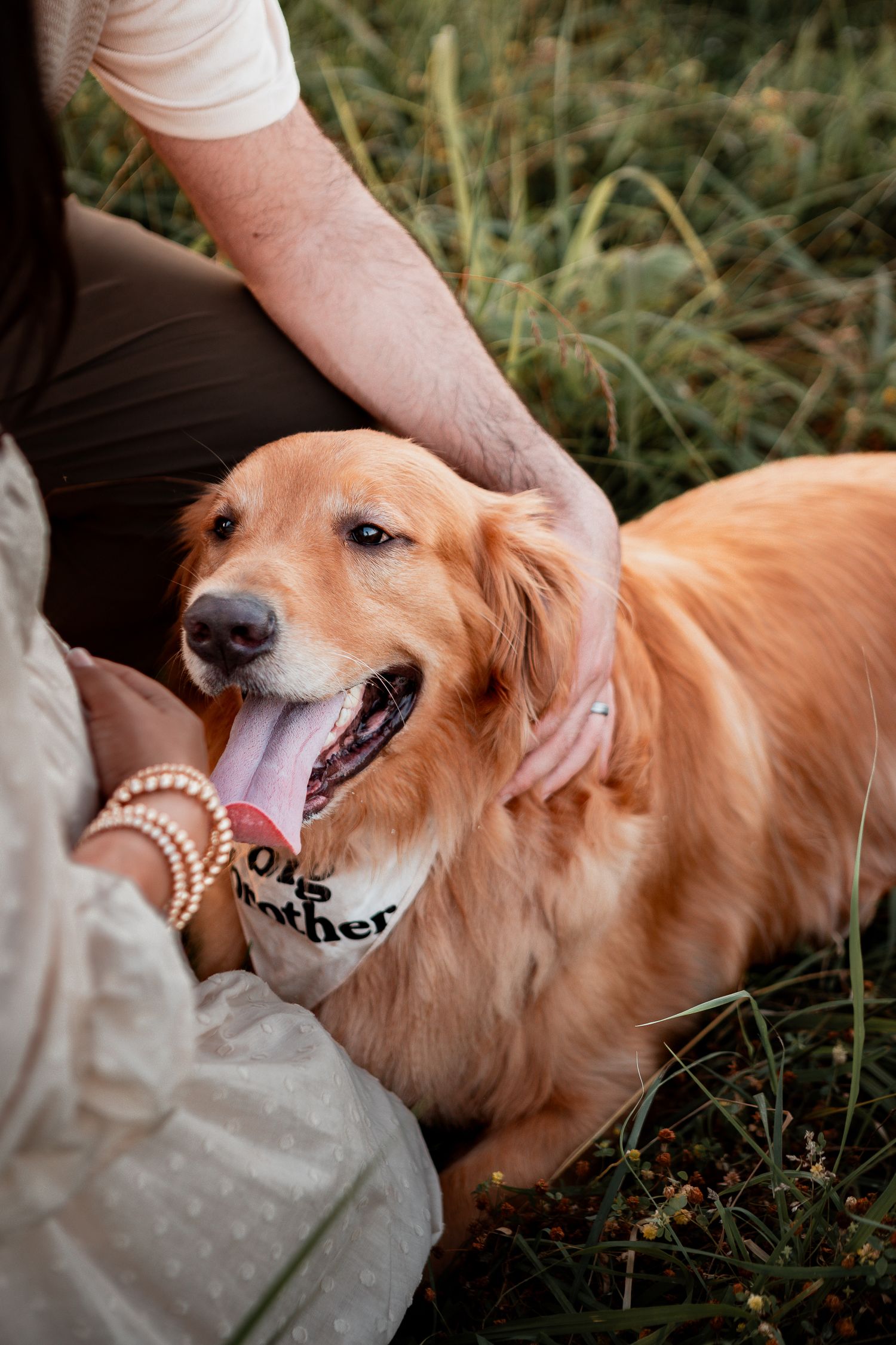 Three sequential photos show a happy golden retriever lying in grass being petted and sticking out its tongue playfully.