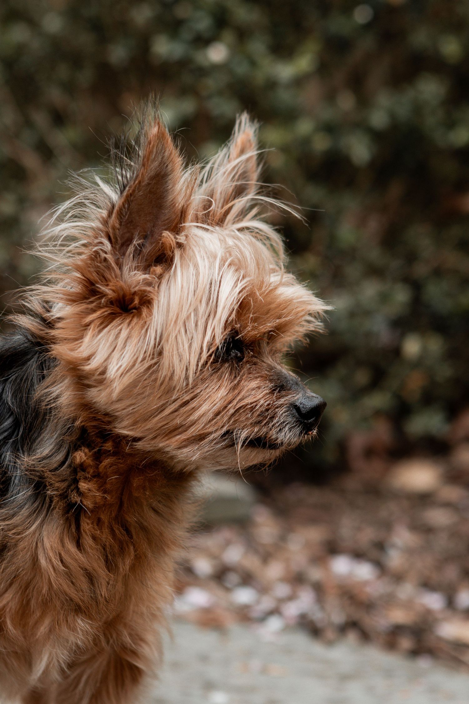 Close-up profile view of a scruffy Yorkshire Terrier dog with messy brown and tan fur looking to the side.