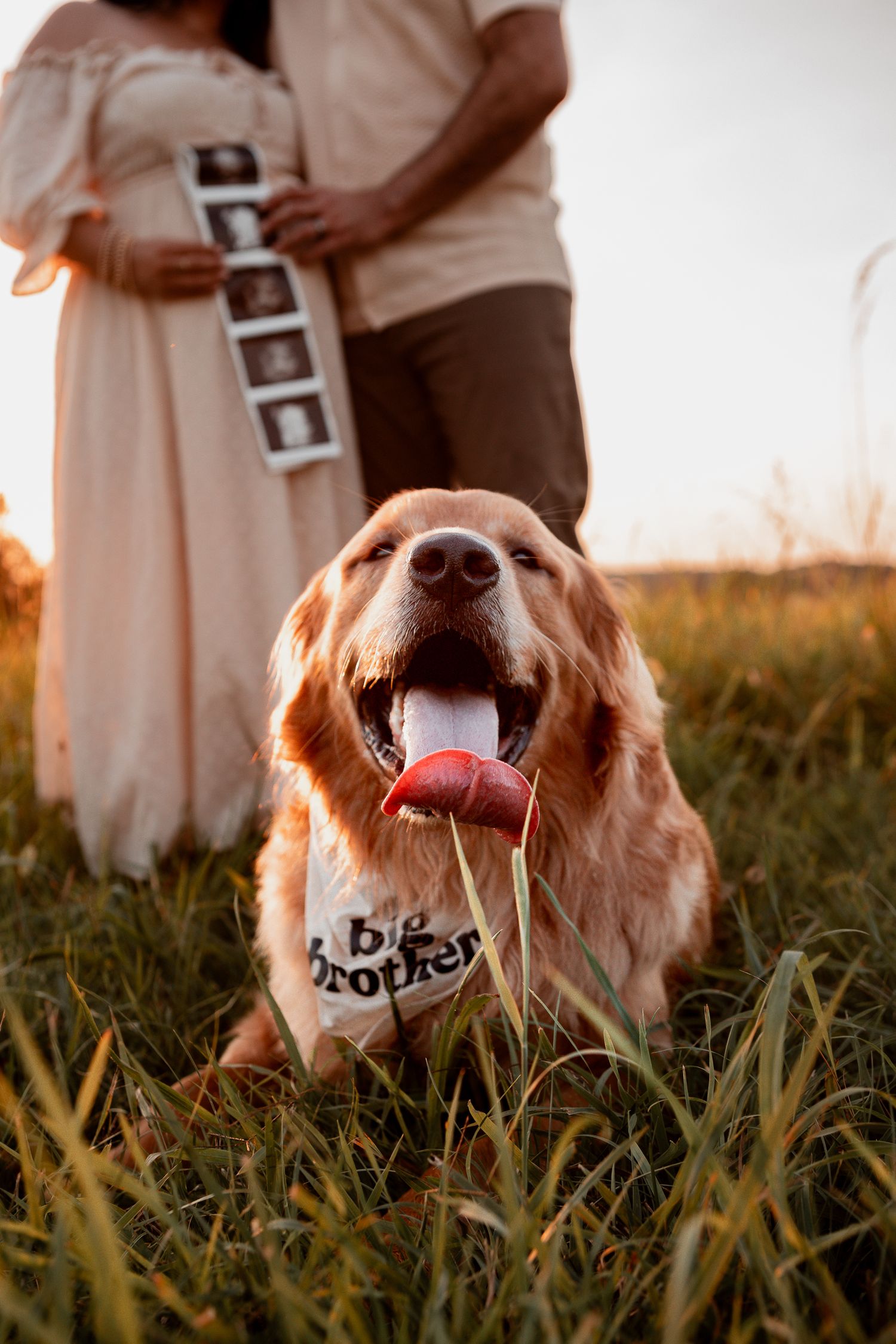 Happy golden retriever wearing a pregnancy announcement bandana sits in a field at sunset with ultrasound photos behind.