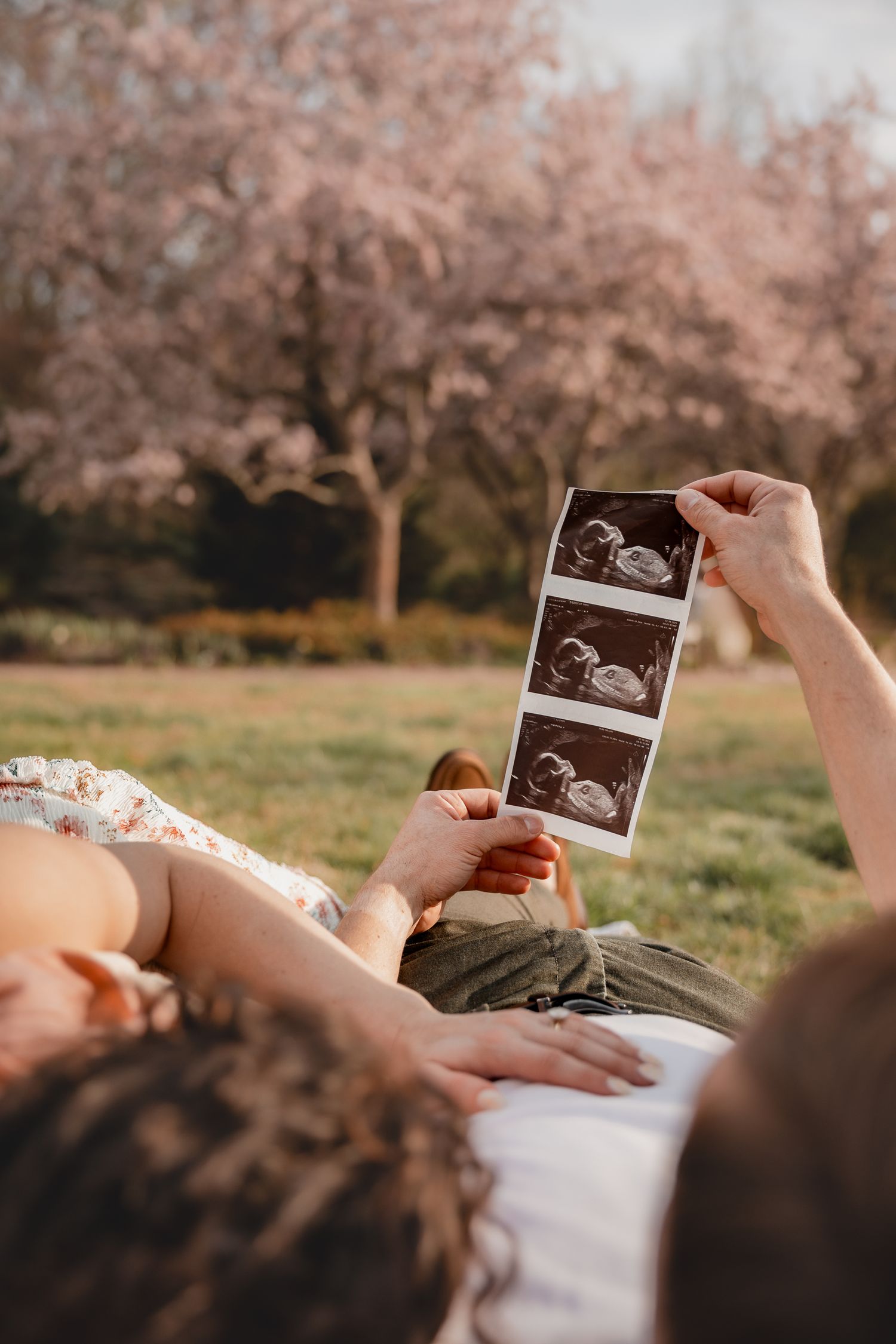 Couple lying on grass holding ultrasound photos with blooming cherry blossom trees in background during golden hour.