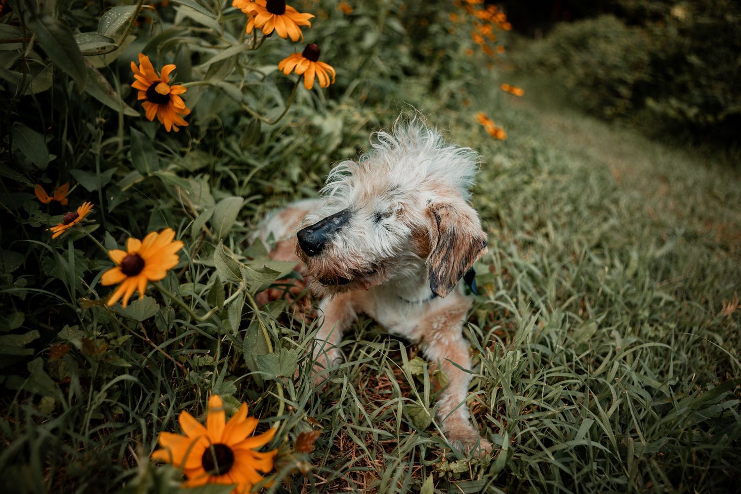 Small terrier mix dog sits playfully among bright orange wildflowers in a garden setting.
