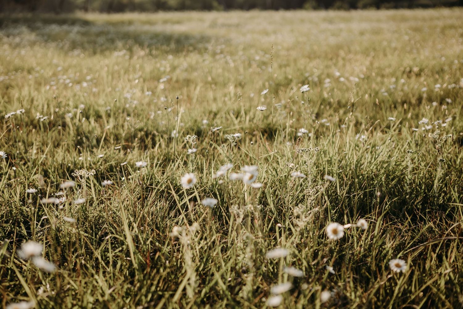 Golden field of tall grass with scattered white wildflowers on a warm summer day creating a dreamy natural scene.