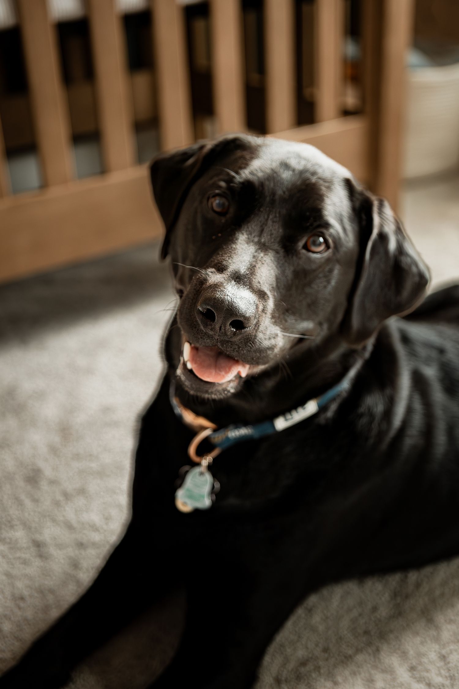 Close up portraits of a happy black Labrador dog showing various joyful expressions.