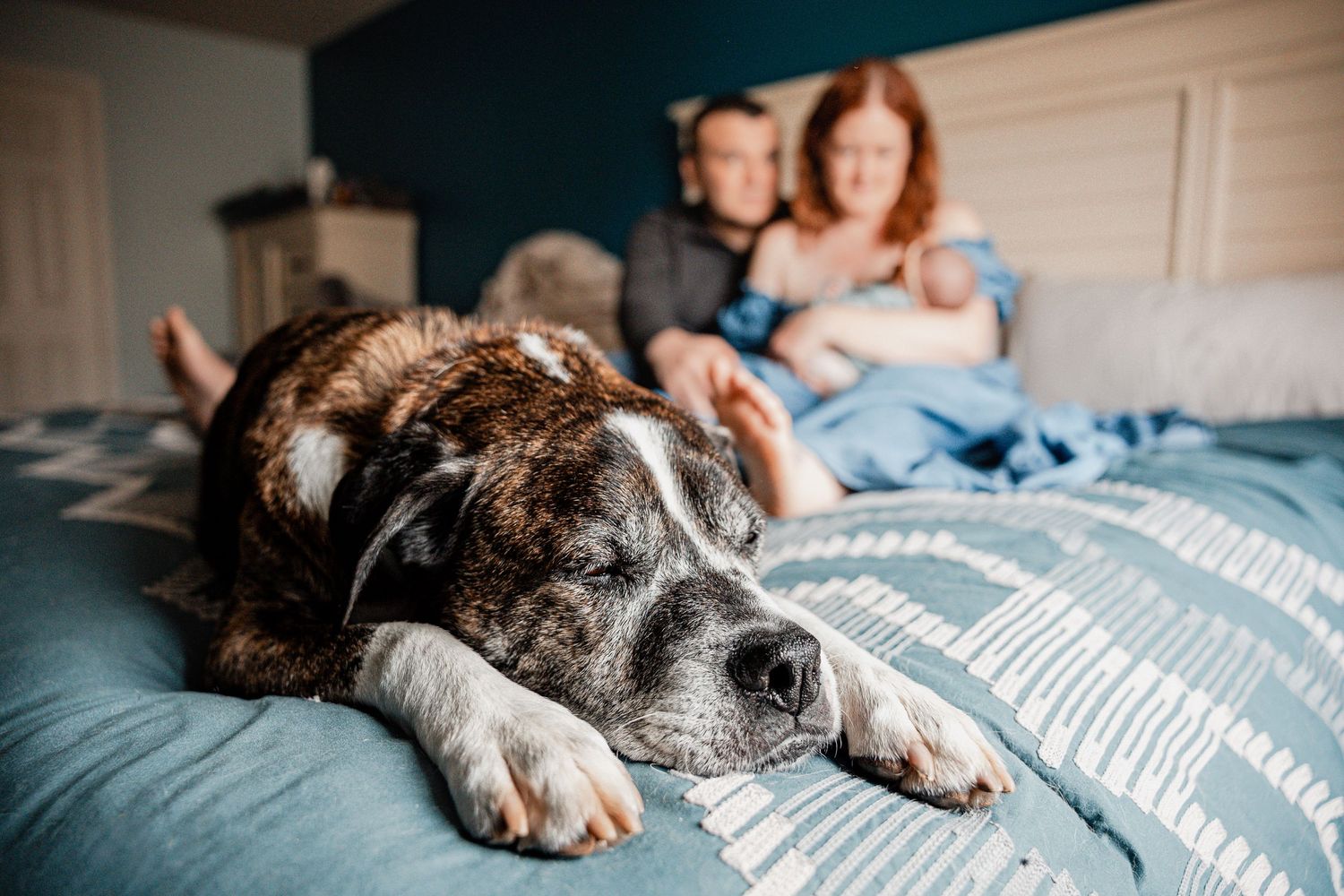 A brindle dog rests on a blue bed while a couple cuddles with their newborn baby in the background.
