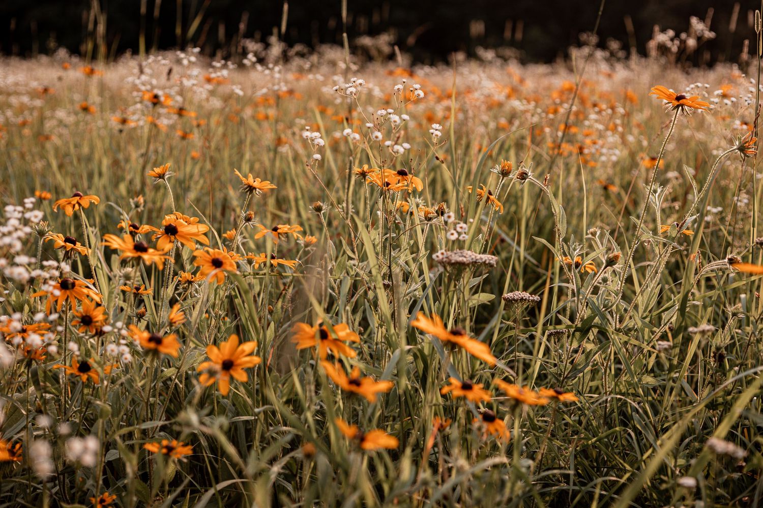 Orange California poppies bloom in a golden meadow during spring in soft afternoon light.