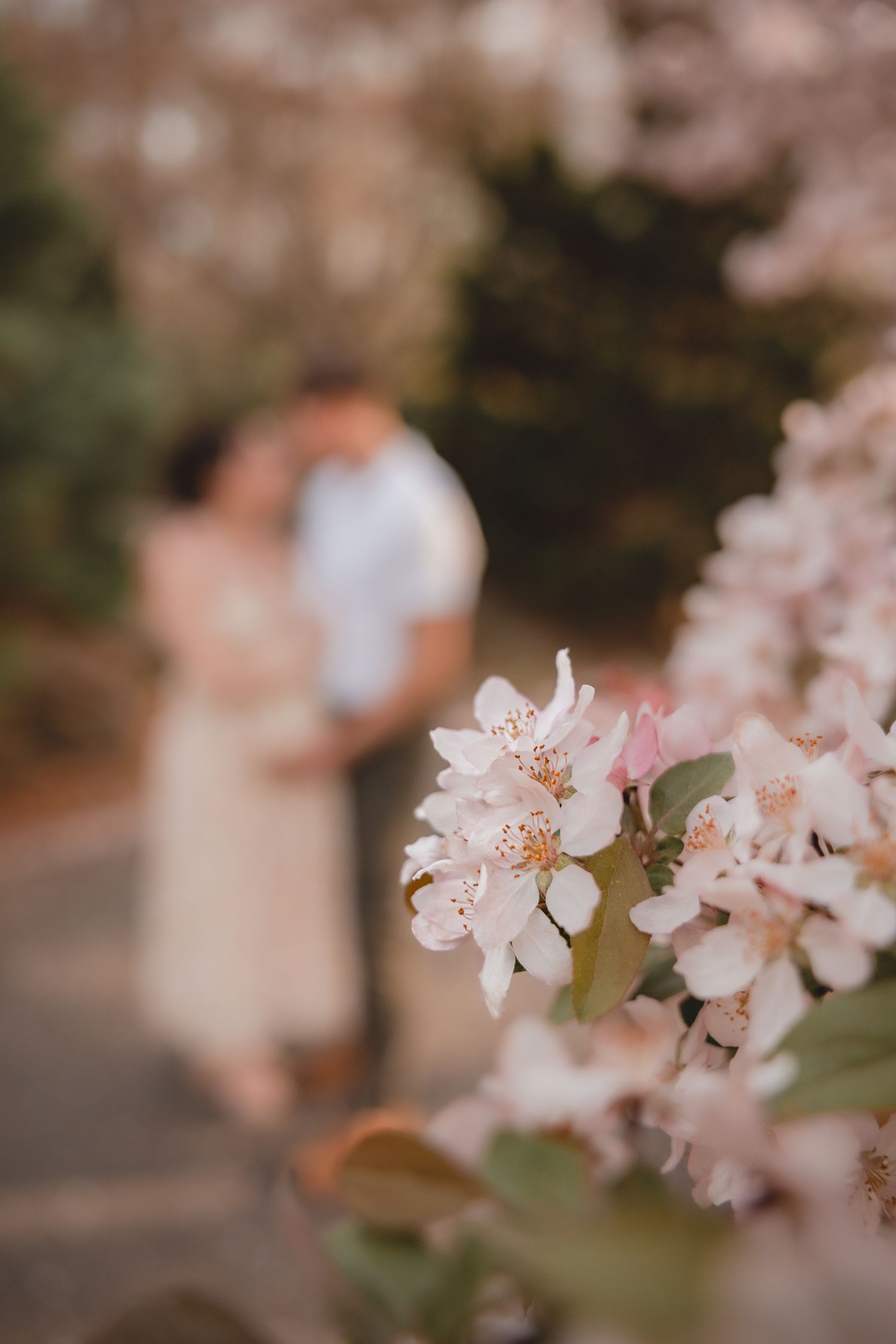 Couple embracing among blooming cherry blossom trees in spring, with soft pink flowers in sharp focus foreground.
