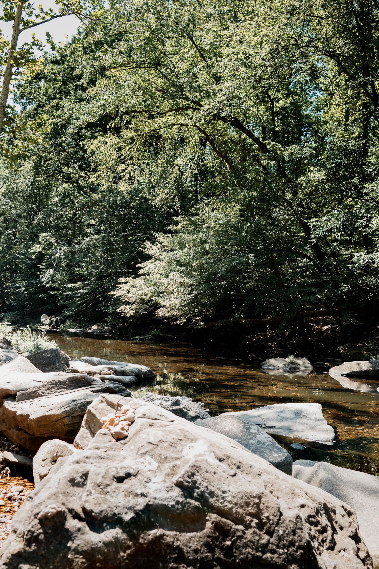 Mossy rocks line the edges of a tranquil forest stream with crystal clear water flowing between tree-covered banks.