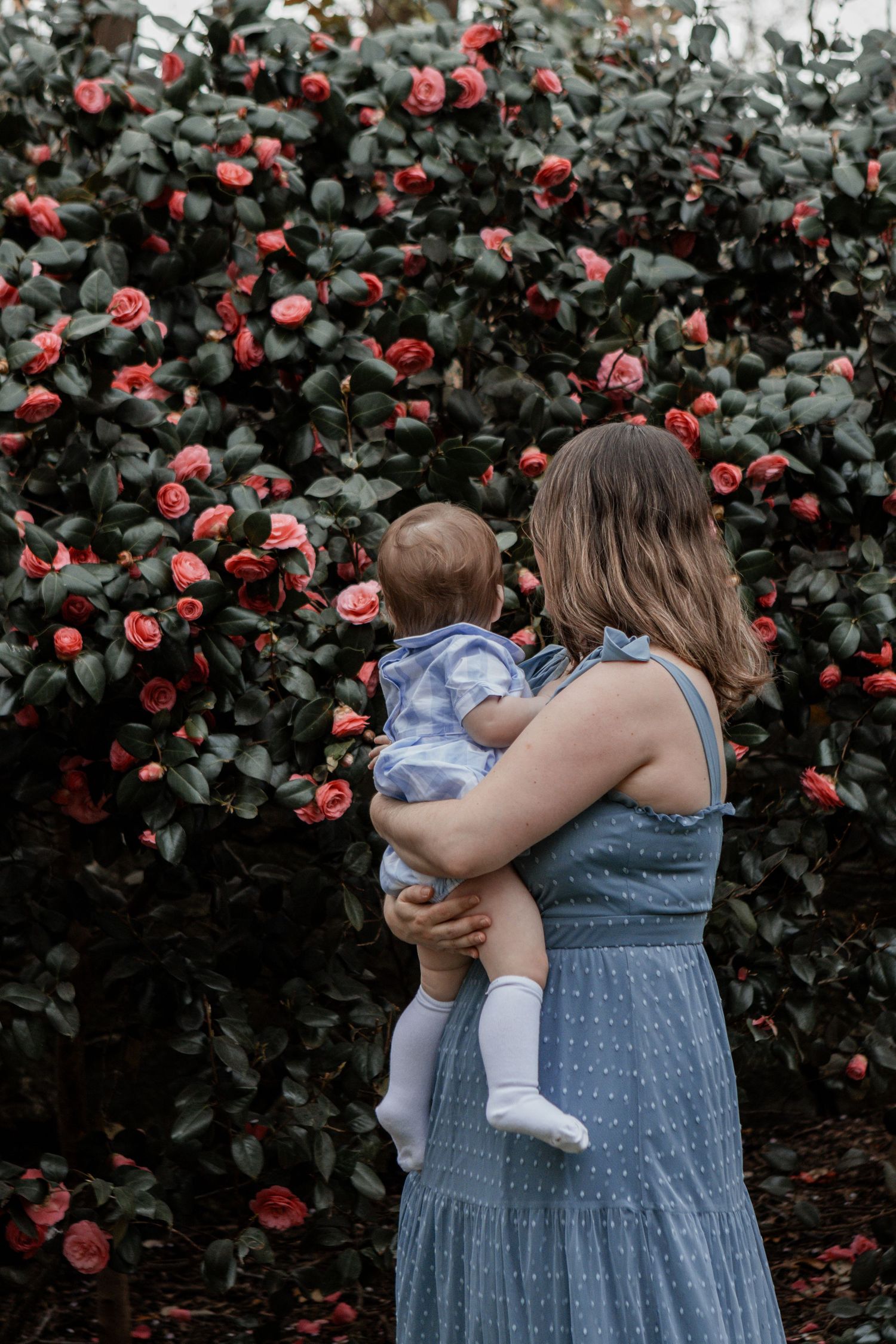 Parent in blue dress holds child against backdrop of blooming red camellia bushes in garden setting.
