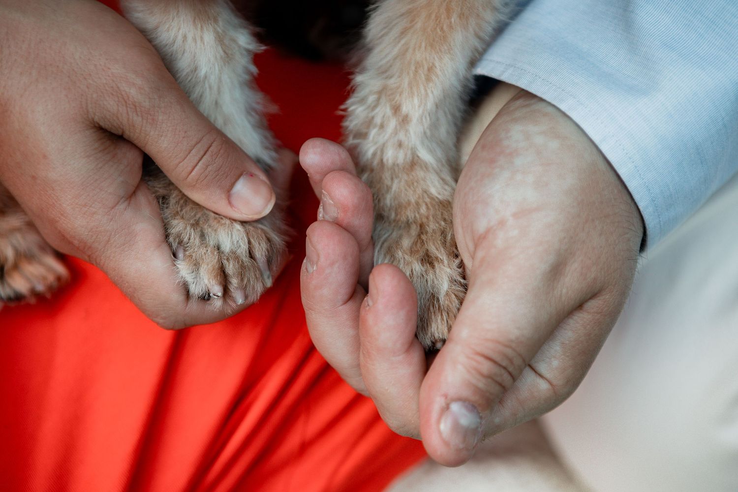 Hands gently holding a dog's furry paw against an orange background.