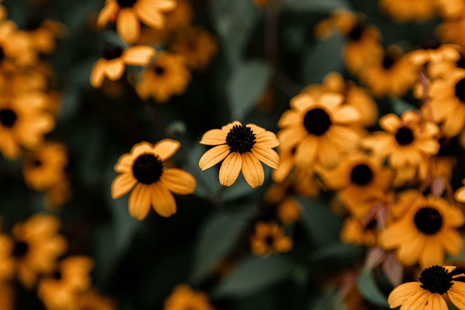 Black-eyed Susan flowers bloom in vibrant yellow petals against a dark blurred background in selective focus.