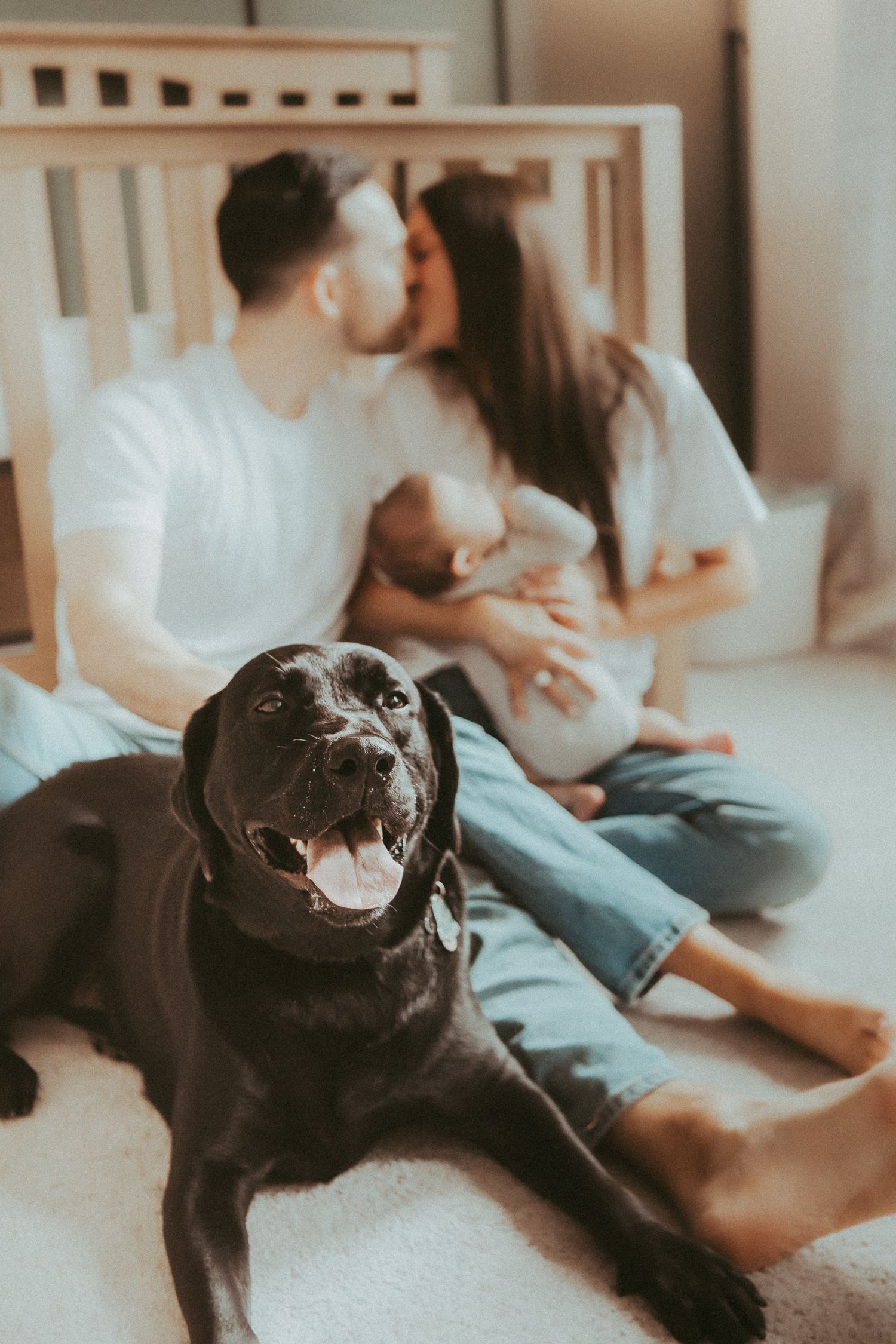 Black dog relaxing on couch while people sit together in living room.