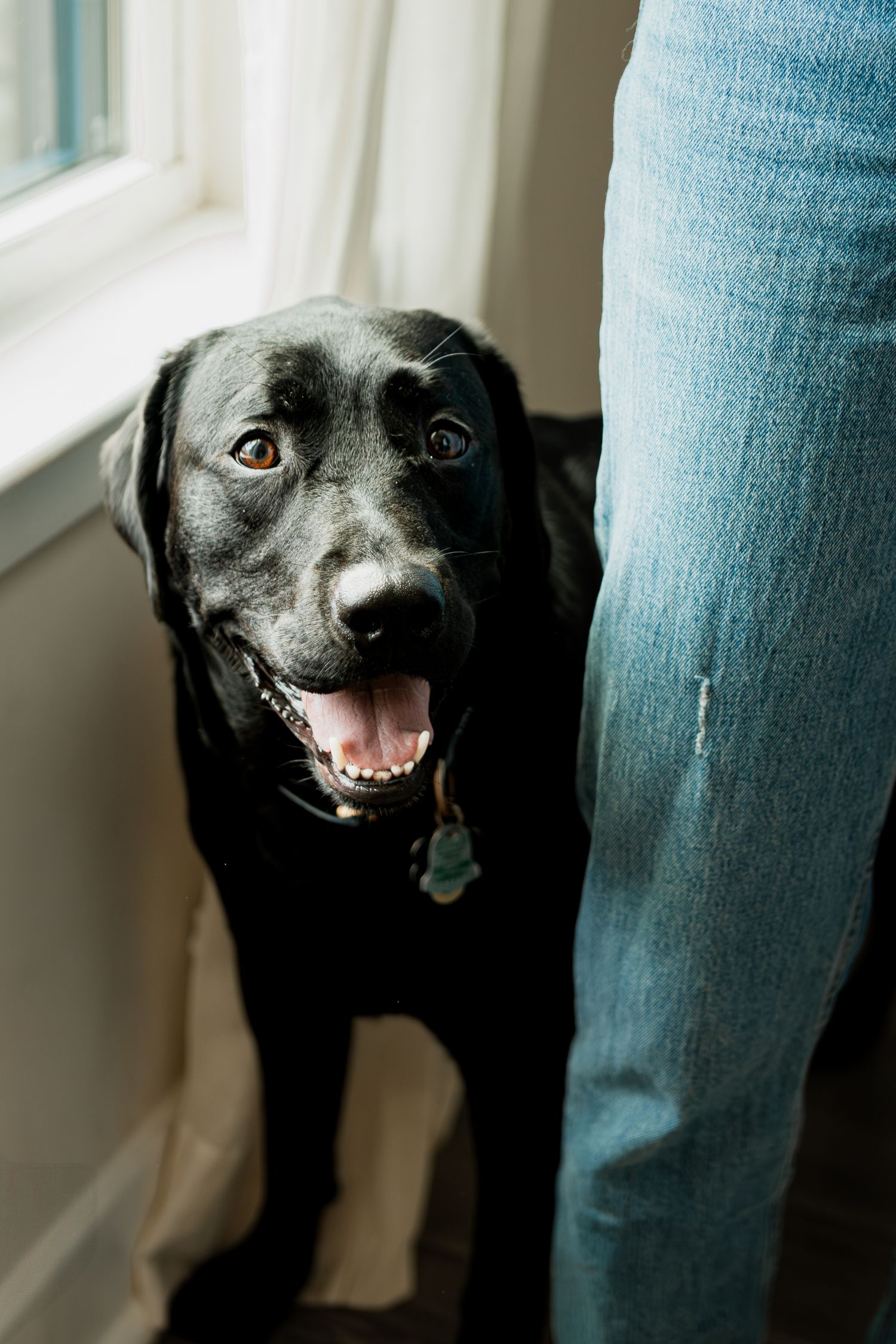 Multiple shots of a happy black dog peeking around blue jeans with a playful expression.