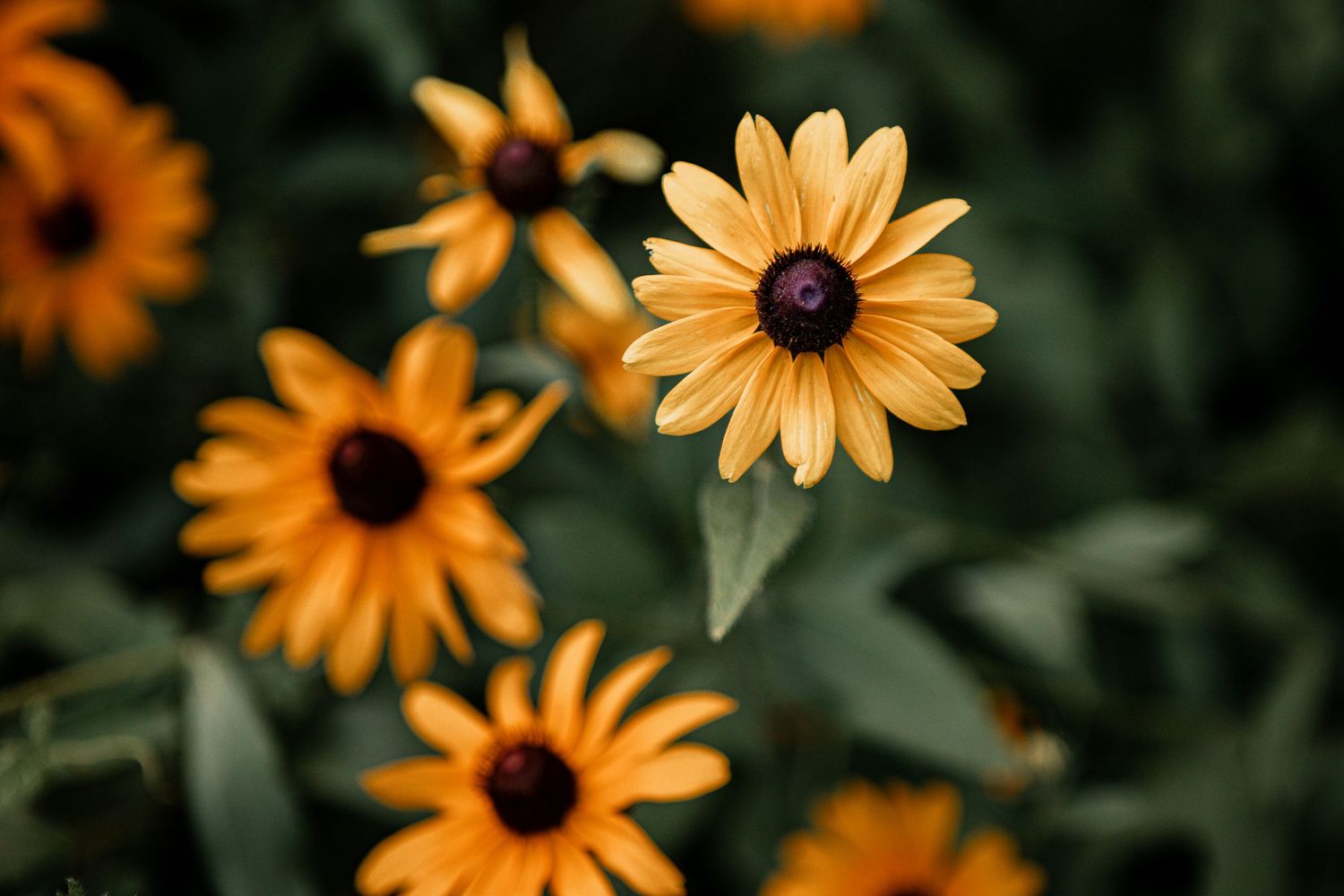 Close-up shot of vibrant black-eyed susan flowers with dark centers and golden petals against green foliage.