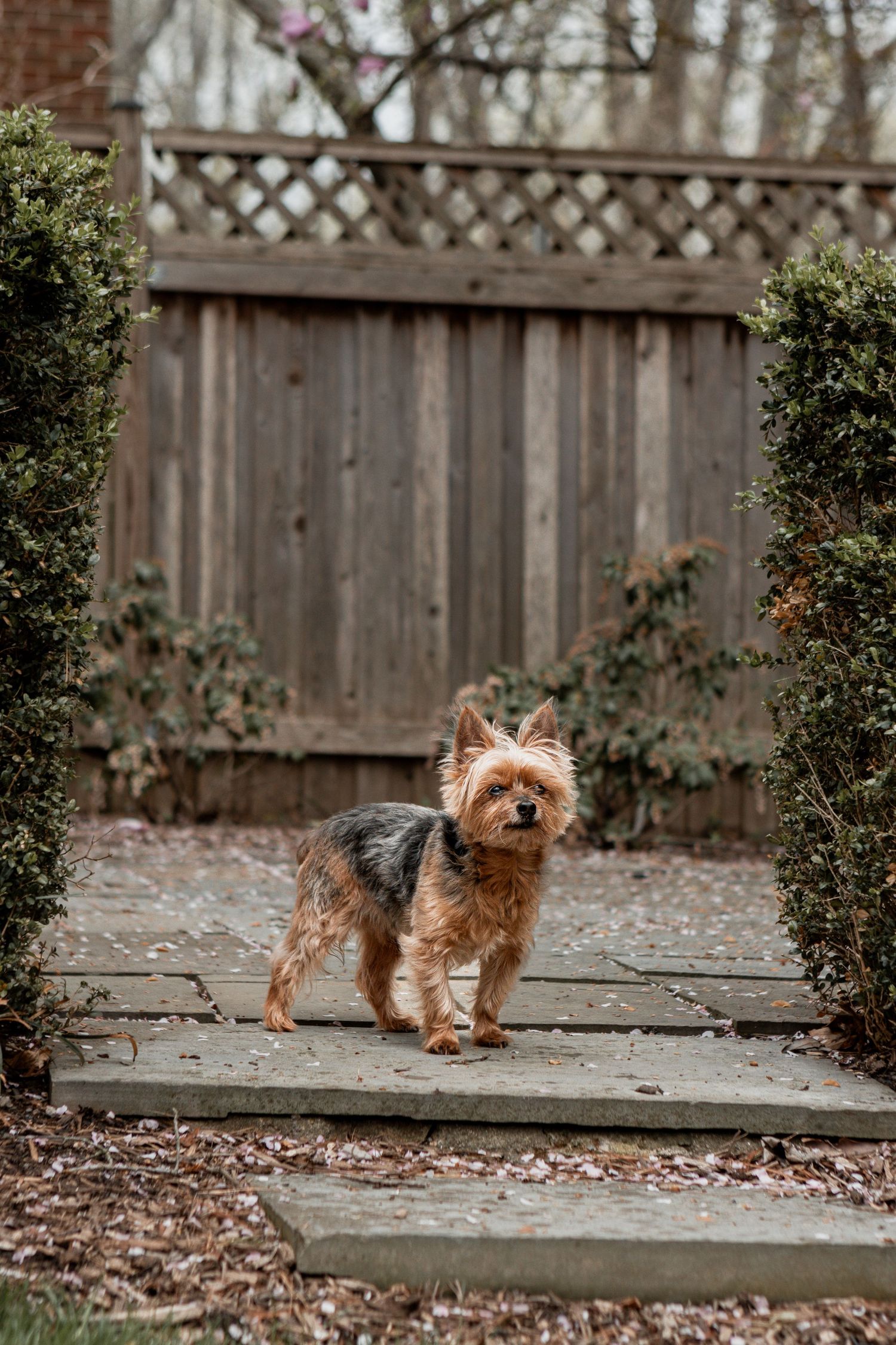 A small brown Yorkshire terrier dog sits on concrete steps in a backyard with a wooden fence behind.