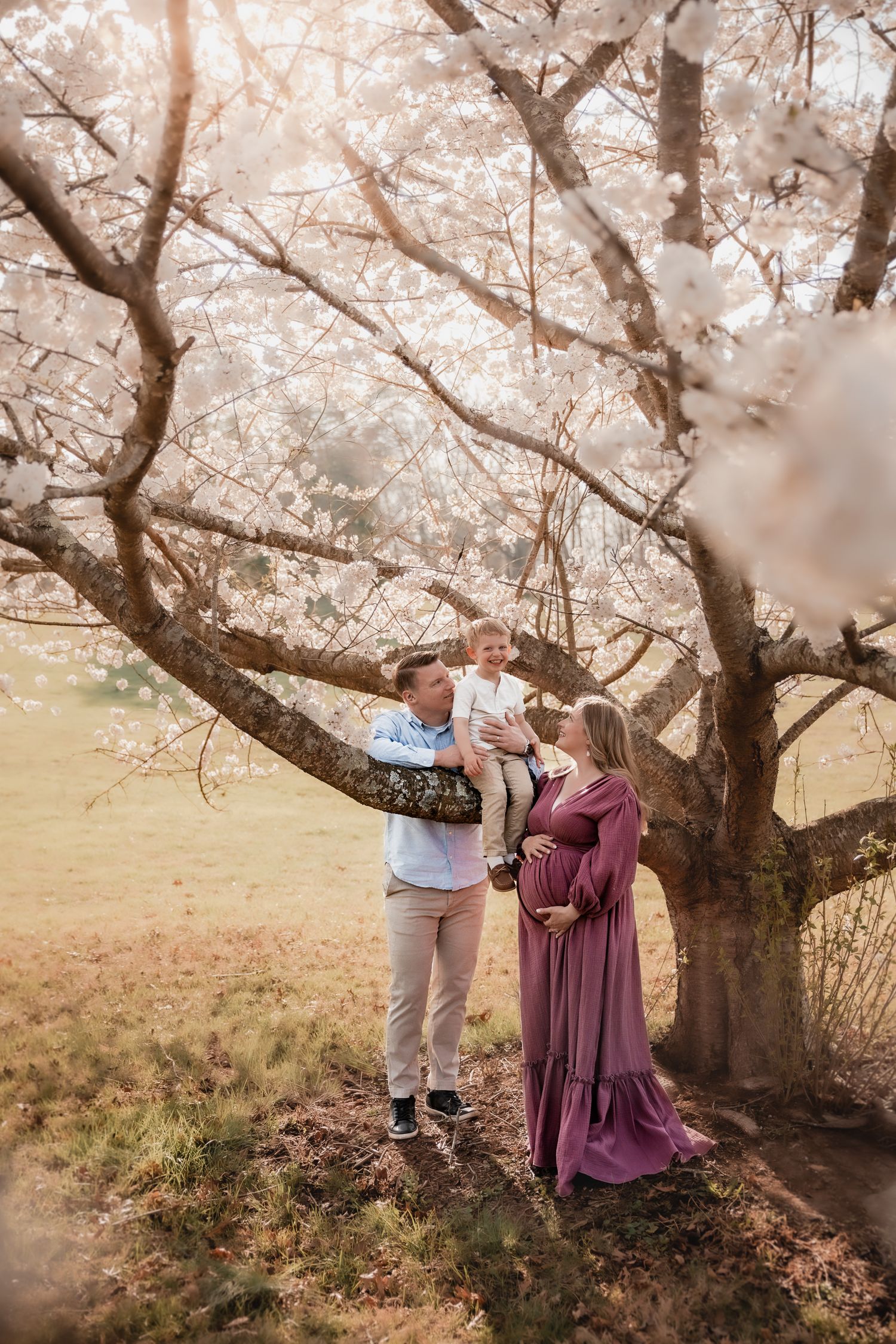 Family maternity photo under blooming cherry tree, father holding toddler while mother cradles bump.