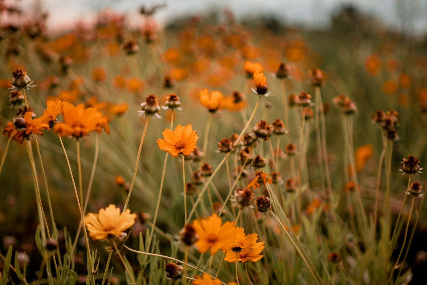 Orange cosmos flowers sway in a meadow during golden hour with soft natural lighting.