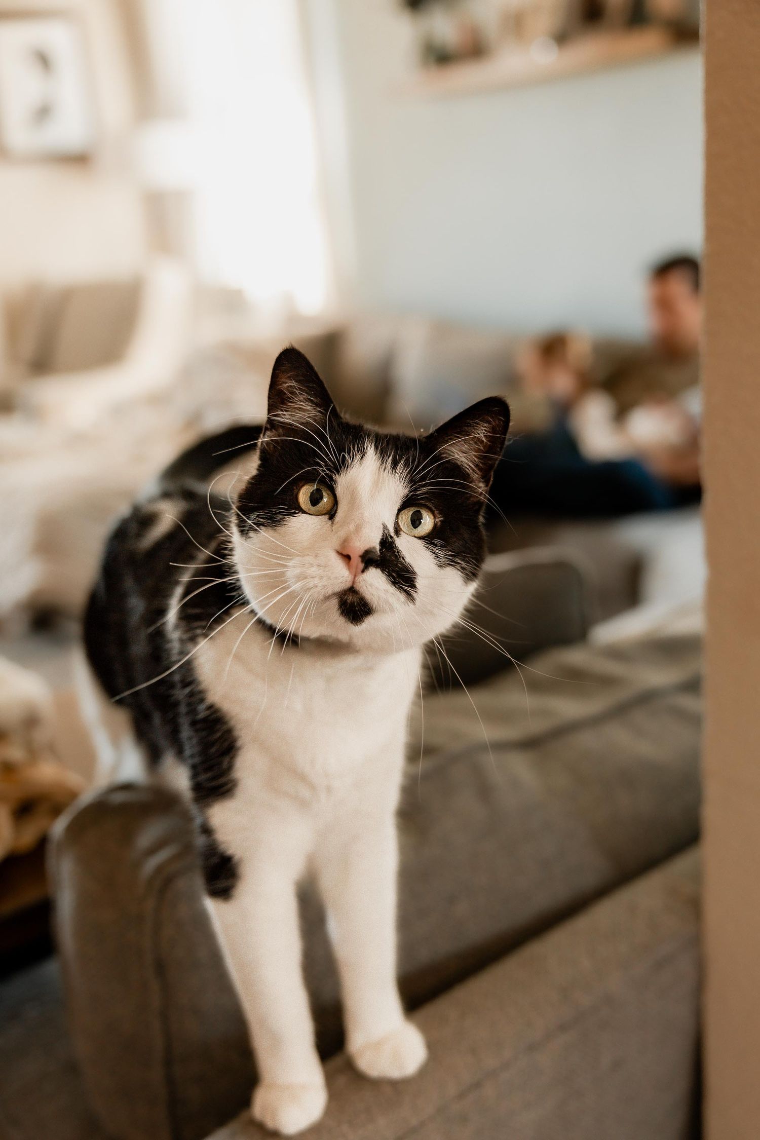 Black and white cat standing on gray sofa armrest, looking curiously at camera in cozy living room.