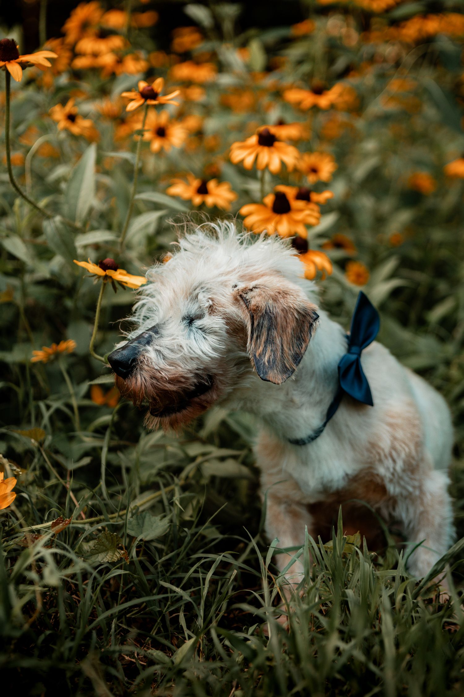 Small scruffy white dog with bow tie explores garden of vibrant orange Black-eyed Susan flowers in moody lighting.
