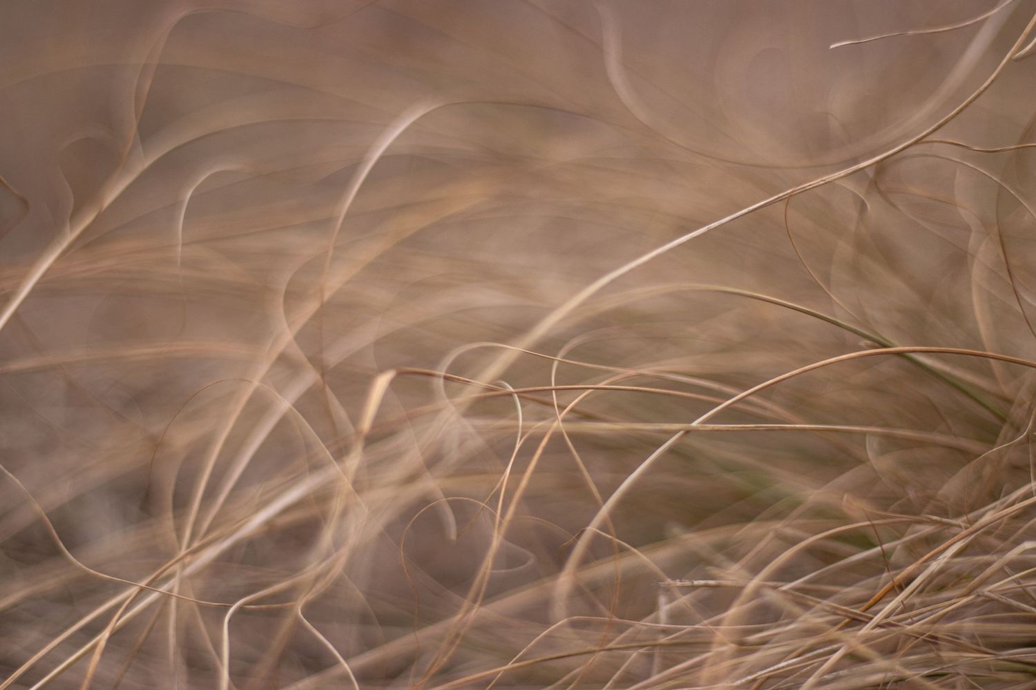 Brown dried grass stems against blurred natural background in soft focus.