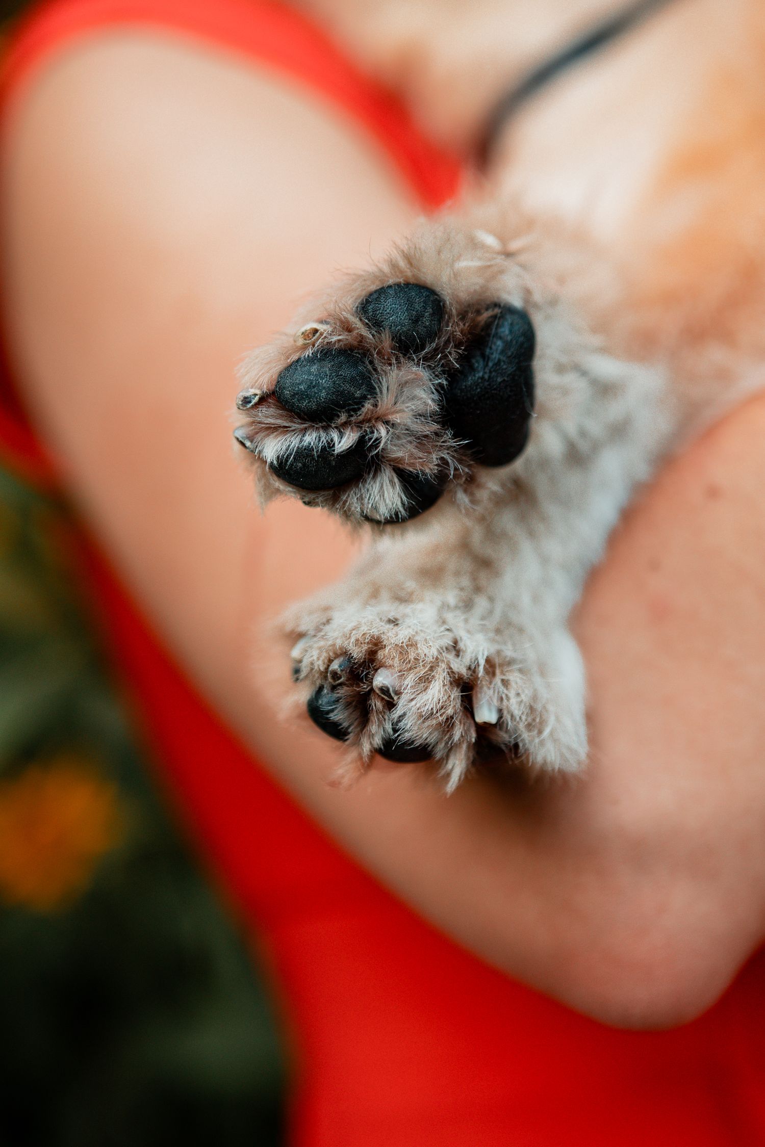 Close up view of a white puppy's paws showing tiny black toe pads against a bright orange surface.