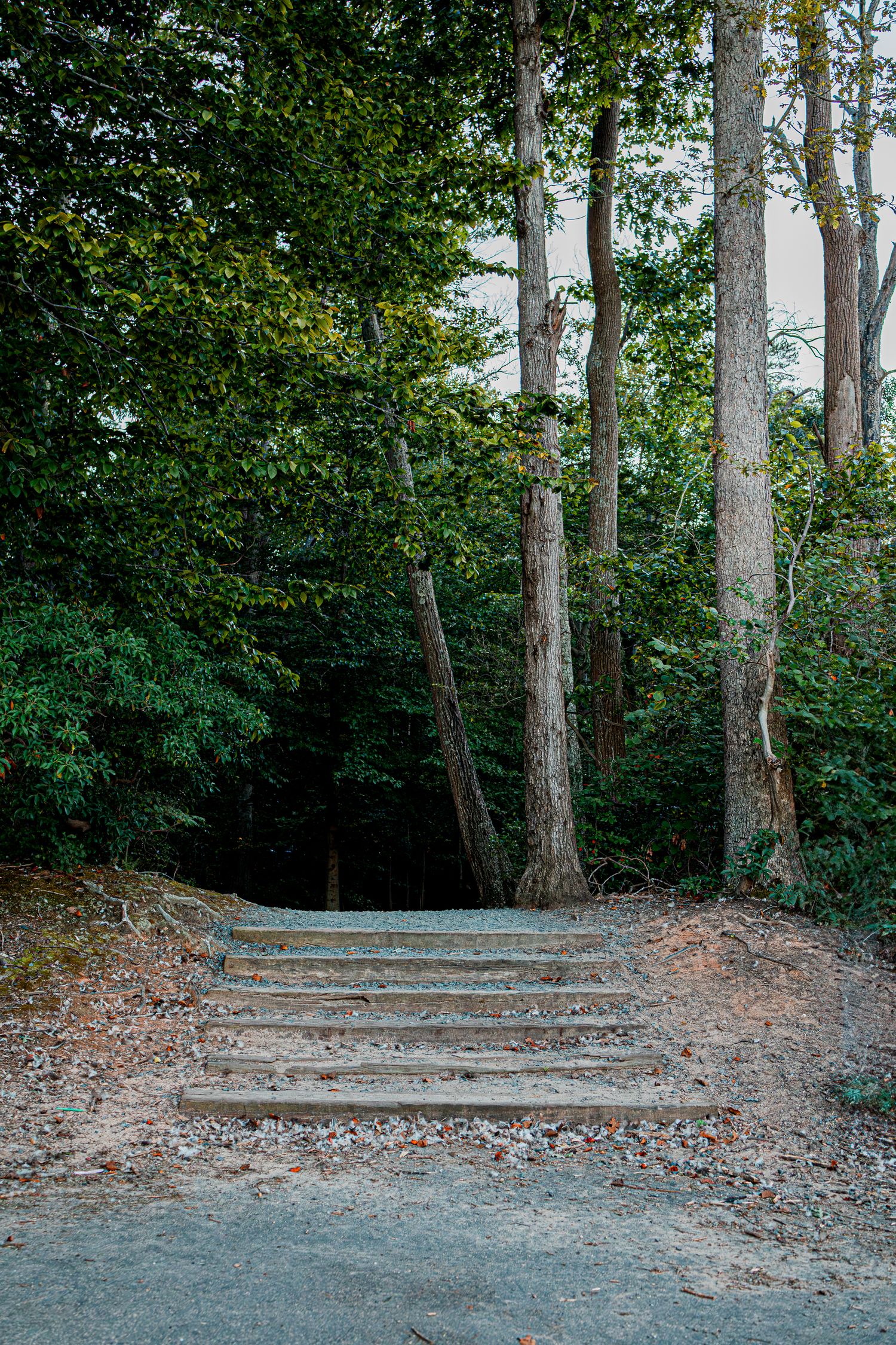 A serene forest path with concrete steps surrounded by tall trees and lush greenery in natural lighting.
