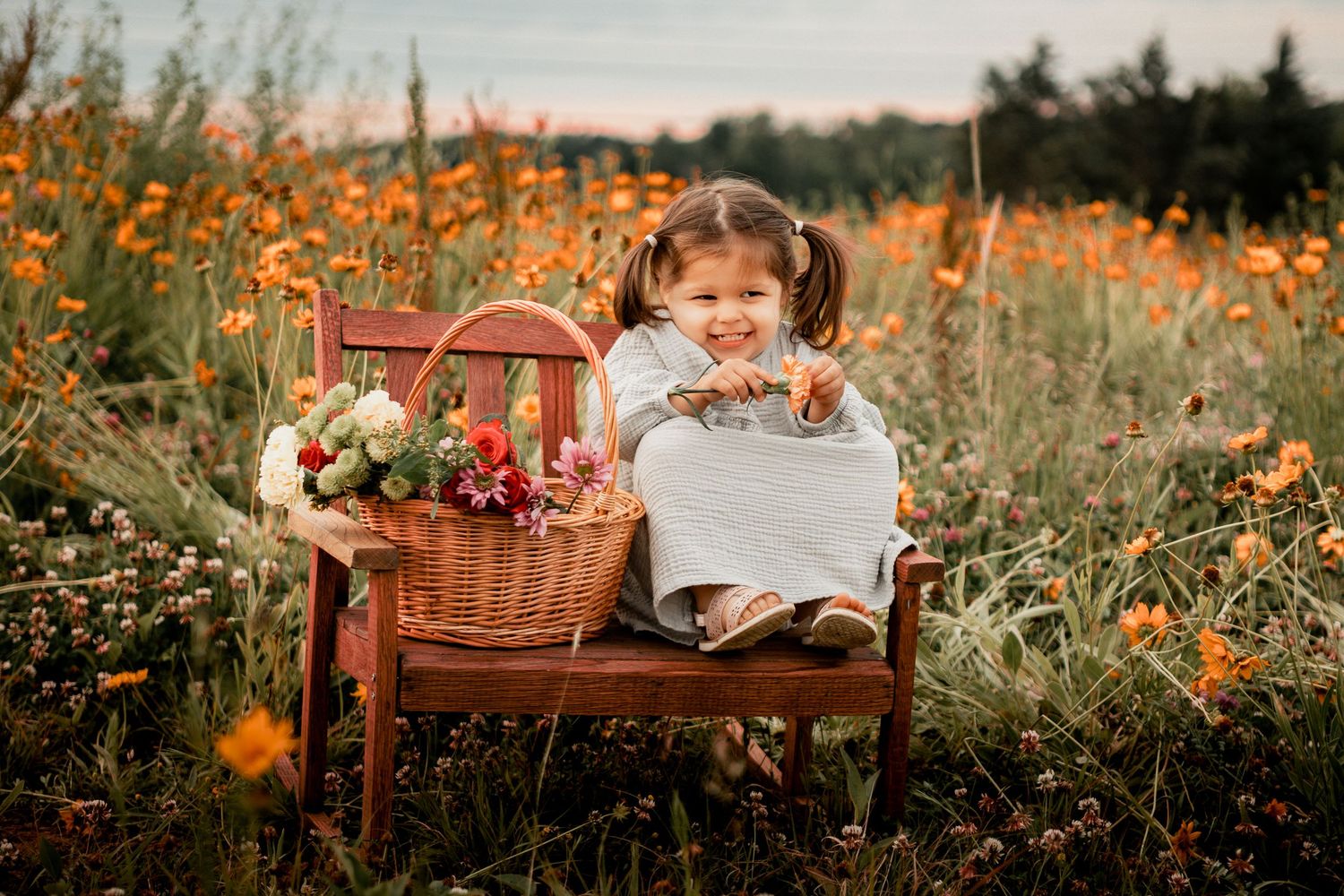 Wooden bench with basket of flowers in vibrant orange poppy field at sunset.