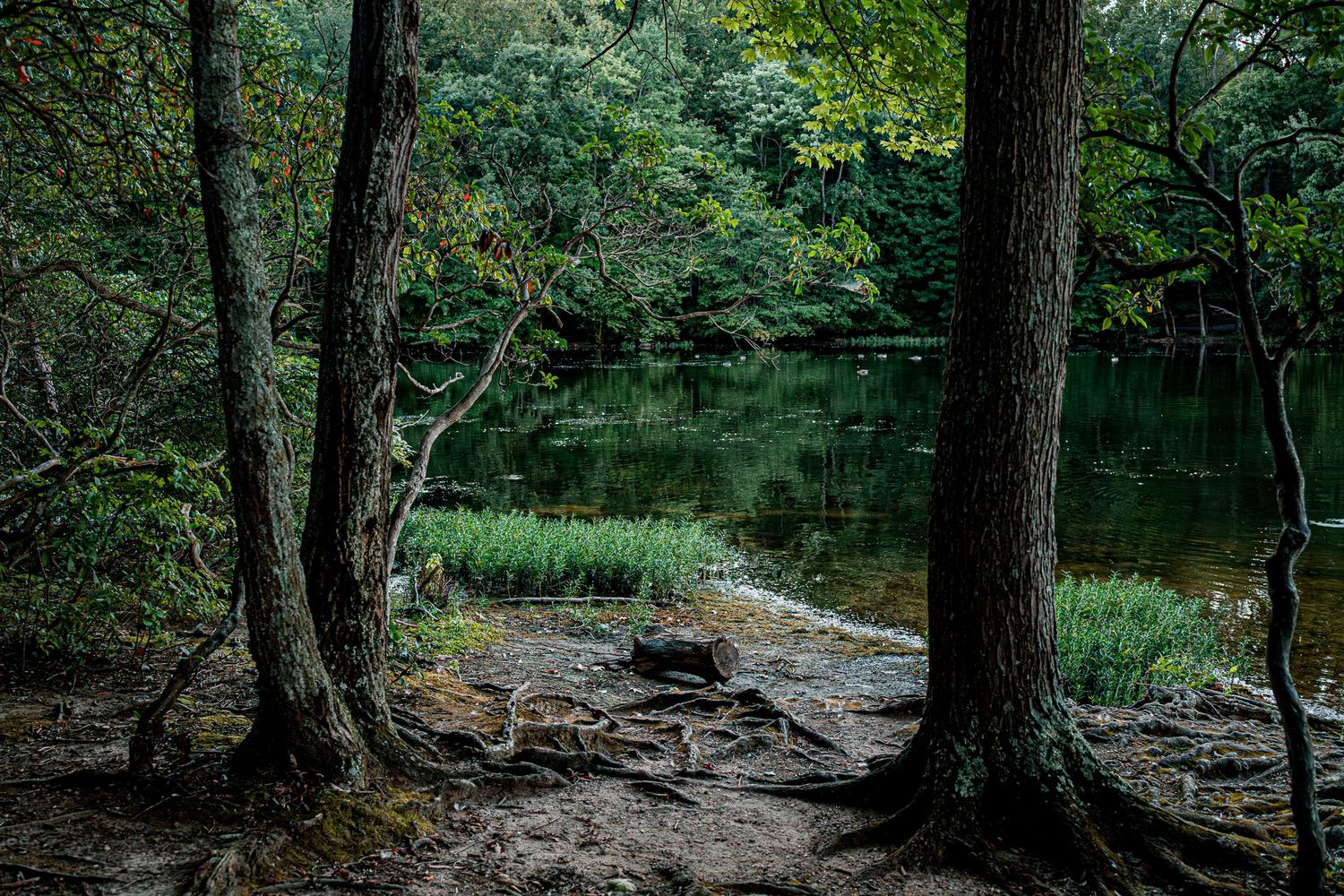 A tranquil pond view through tall trees with a rocky shore path and lush green foliage reflecting in dark waters.