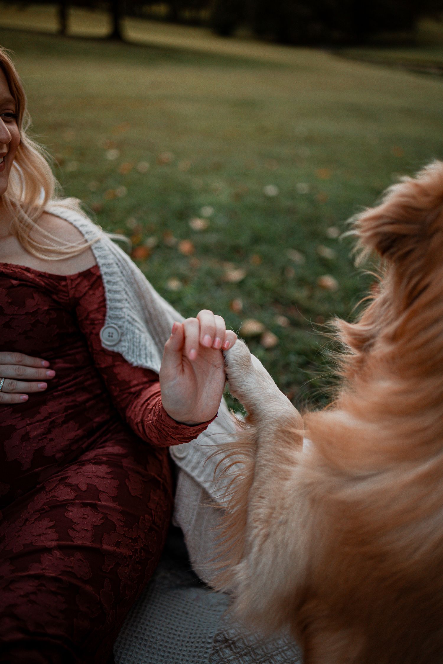 Close-up of a golden retriever with a burgundy dress and sweater visible in frame.