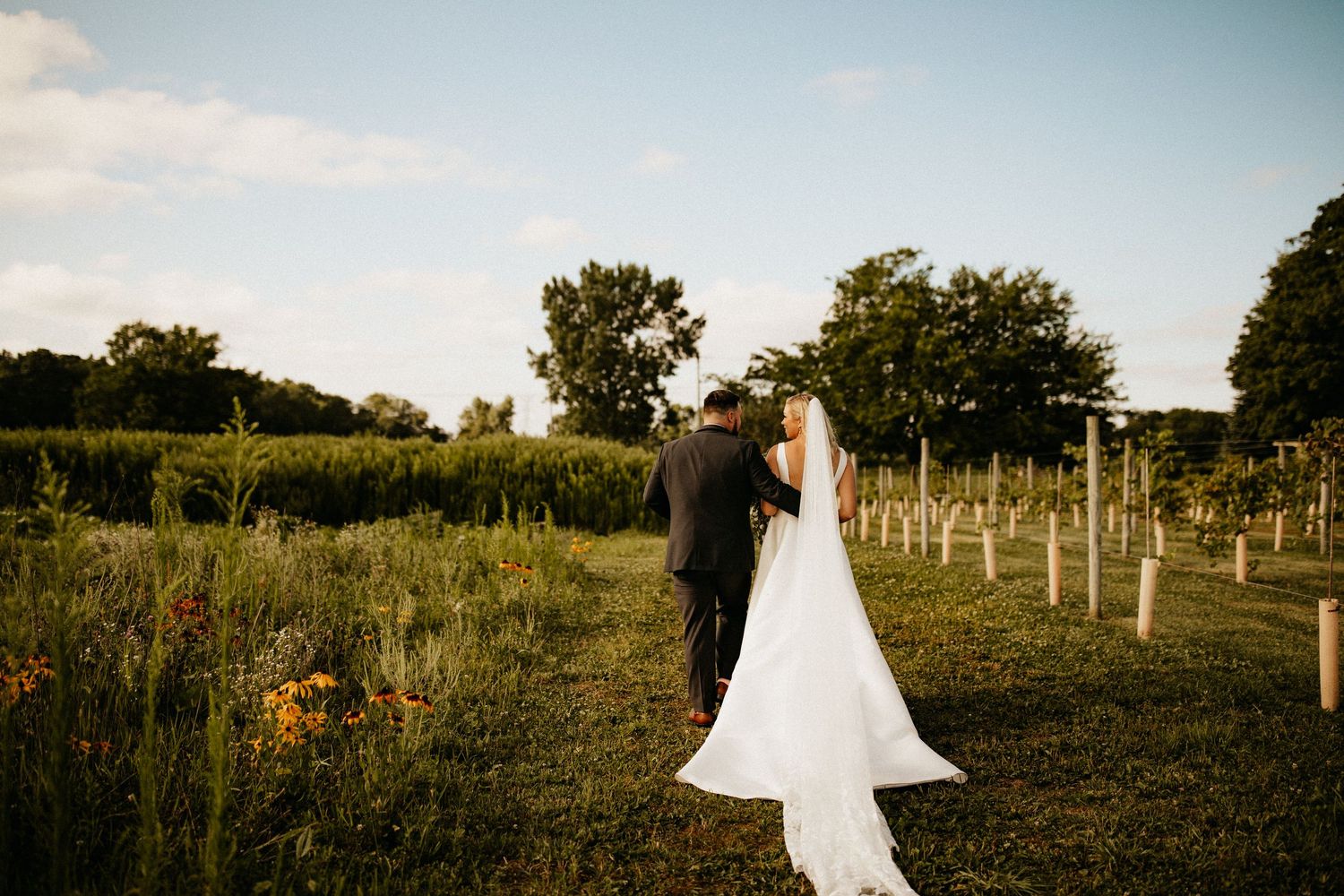 Scenic vineyard wedding venue with rows of grapevines at golden hour.
