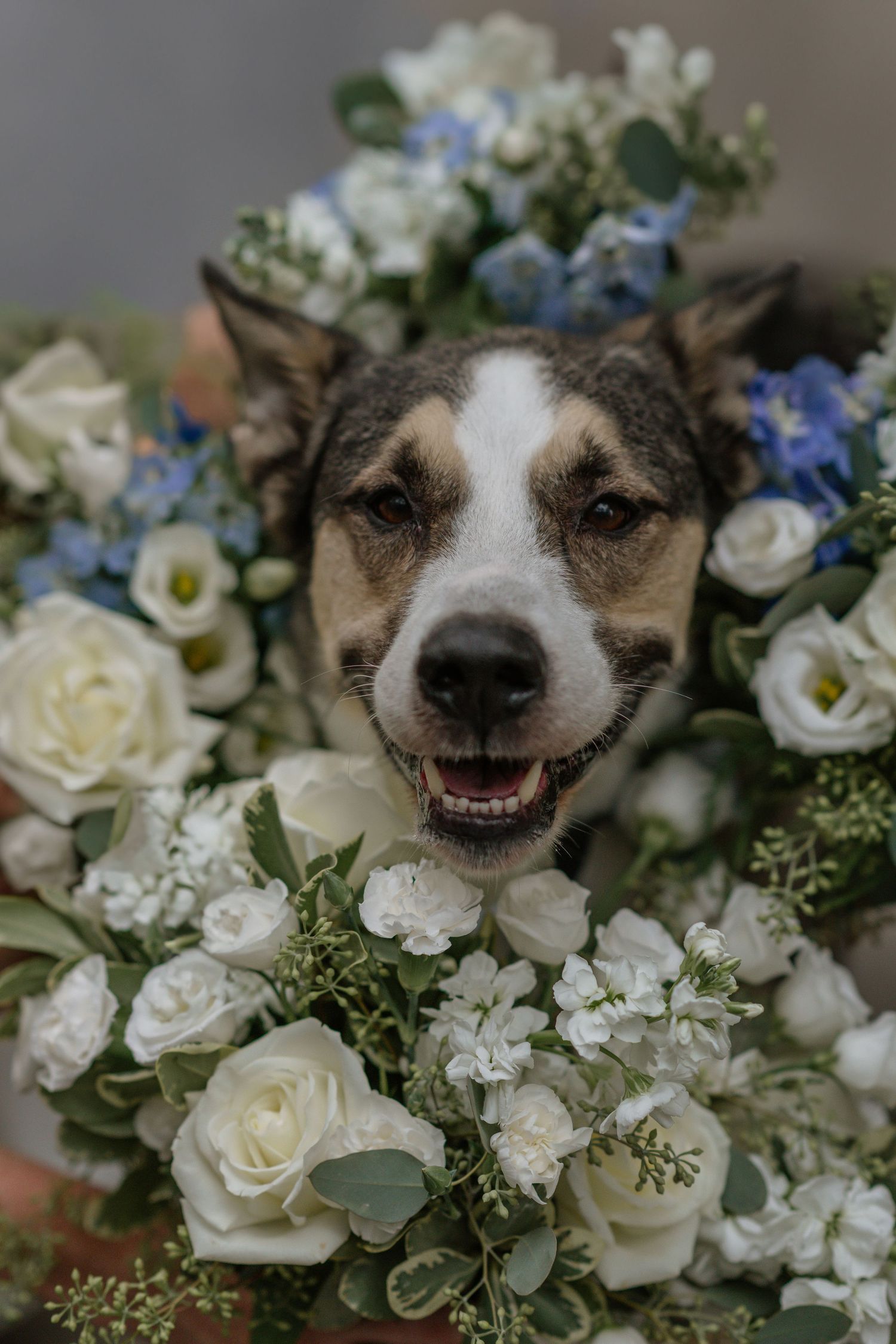 Happy dog poses among white and blue wedding flowers with a big smile.
