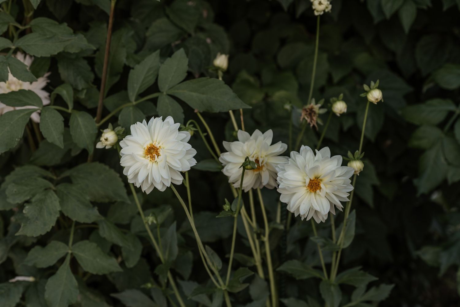 White daisy flowers bloom against dark green foliage in a garden setting.