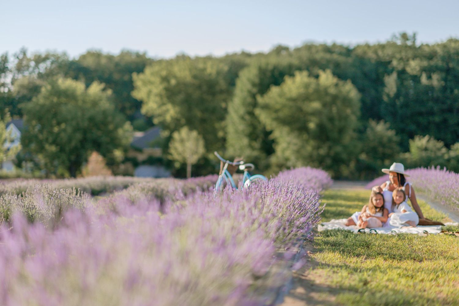 Couple enjoying a romantic picnic in a blooming lavender field on a sunny summer afternoon.