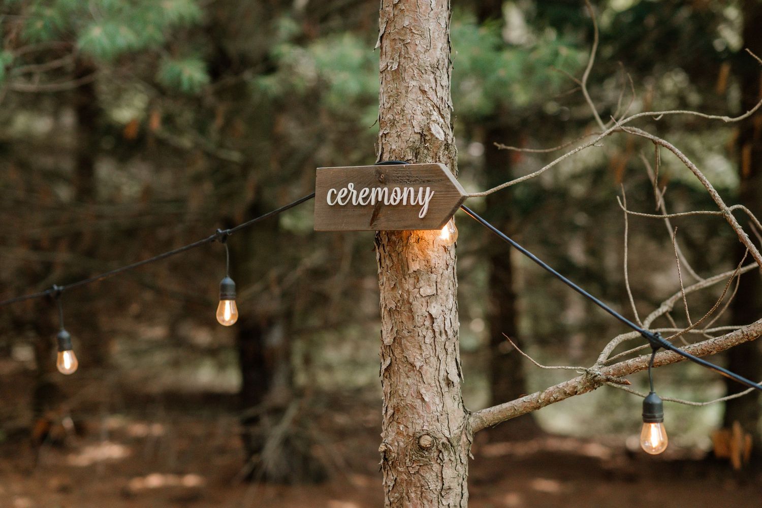 String lights hang between pine trees creating a magical outdoor ambiance.