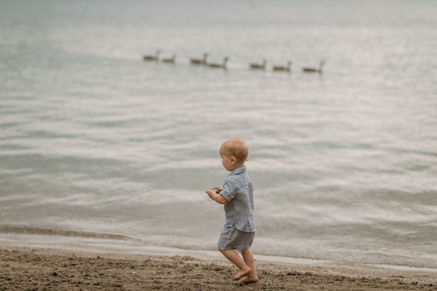 Silhouette of ducks swimming in the ocean as toddler watches from the beach.