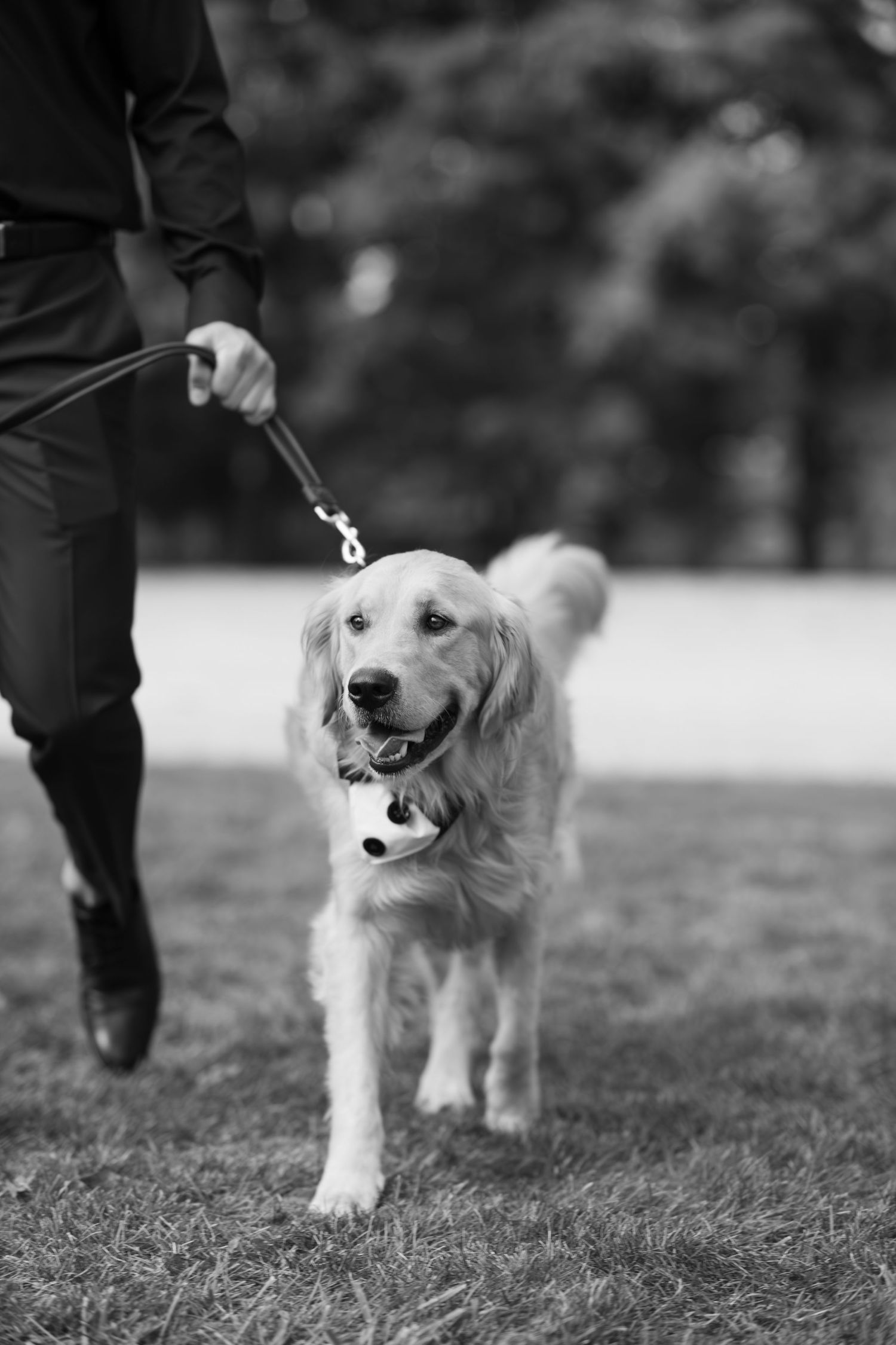 Golden retriever dog walking on grass during a wedding photoshoot.