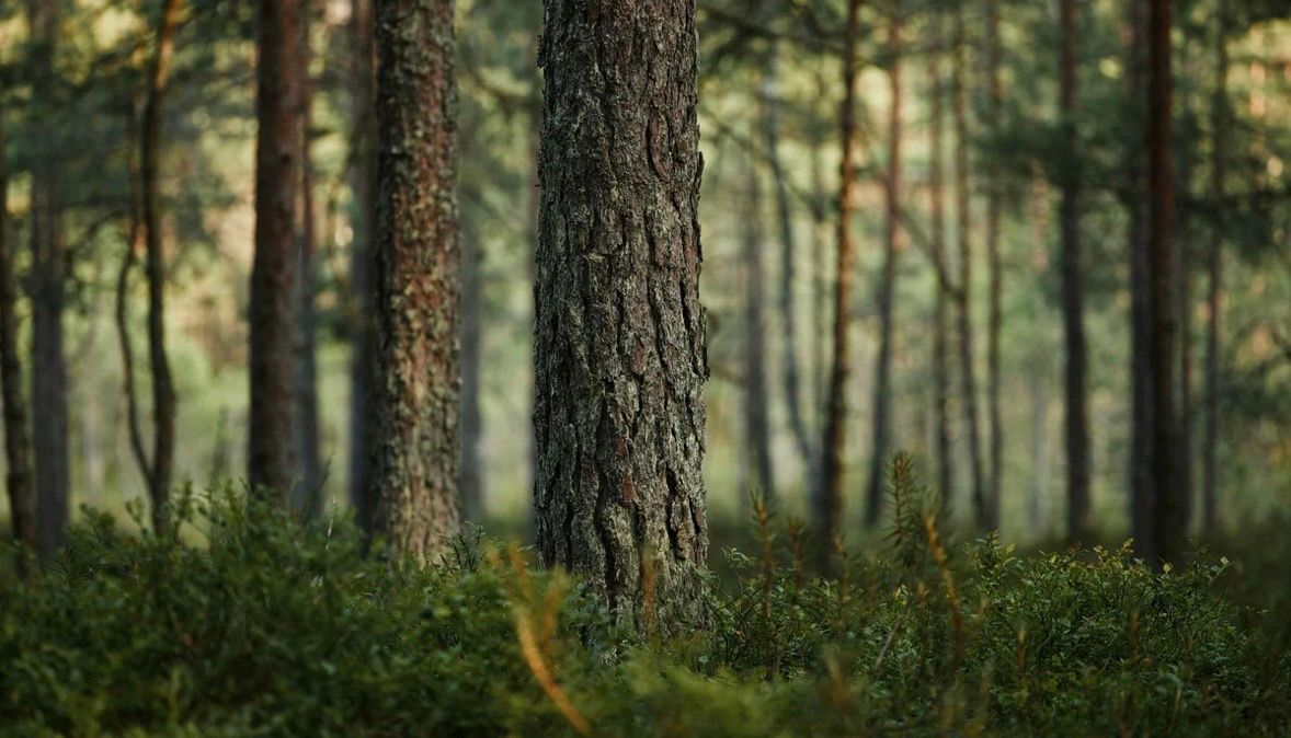 Sunlight filters through tall pine trees in a misty forest creating ethereal rays in the morning fog.