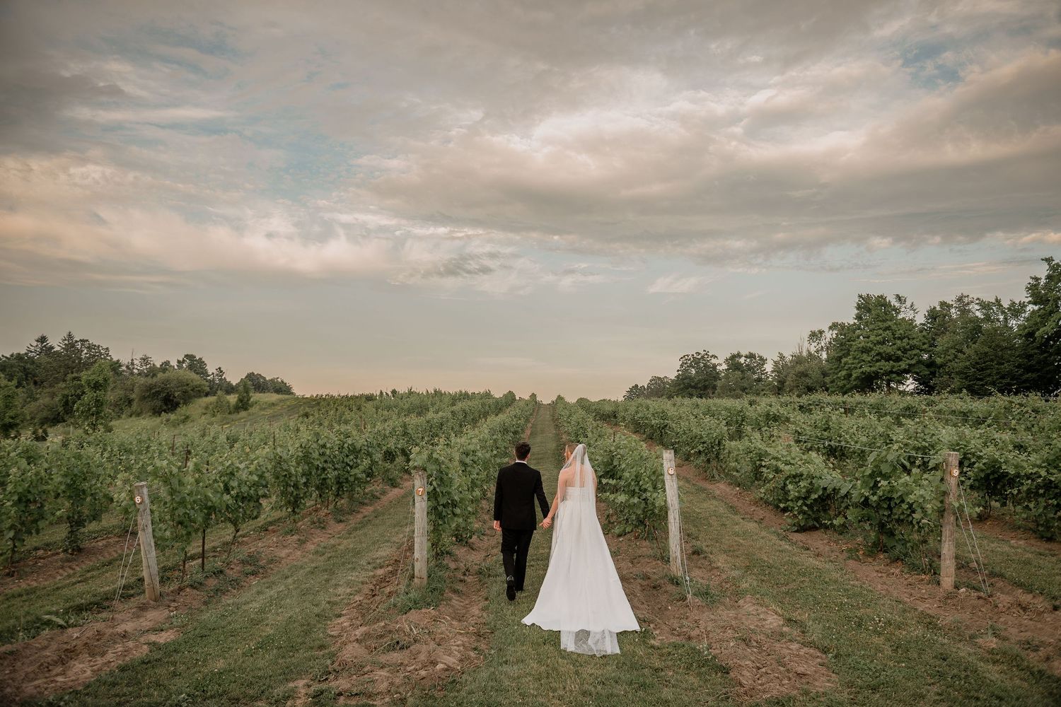 Wedding photography series showing couples among vineyard rows during golden hour.
