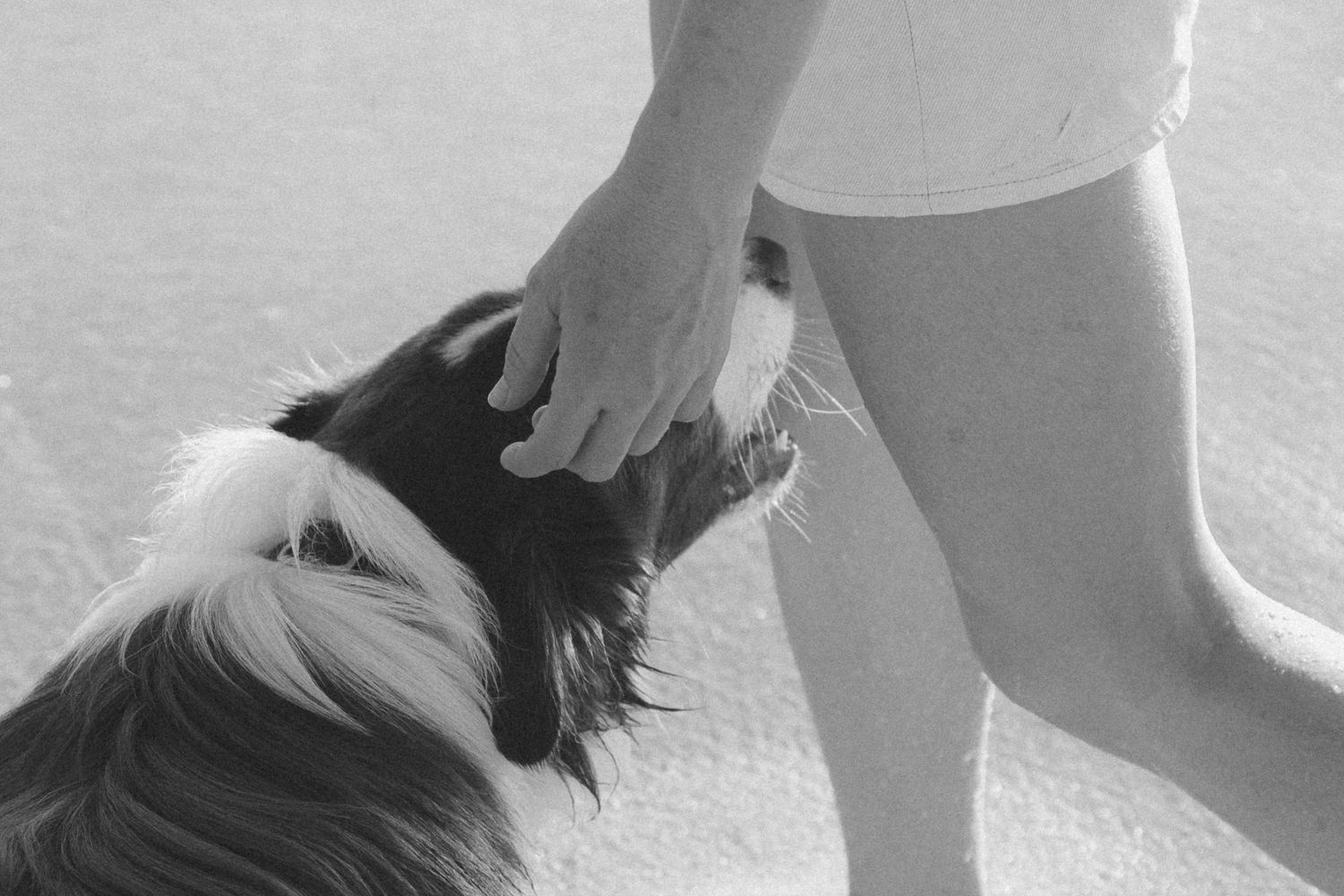 A black and white photo of a person touching a dod on the head on the beach