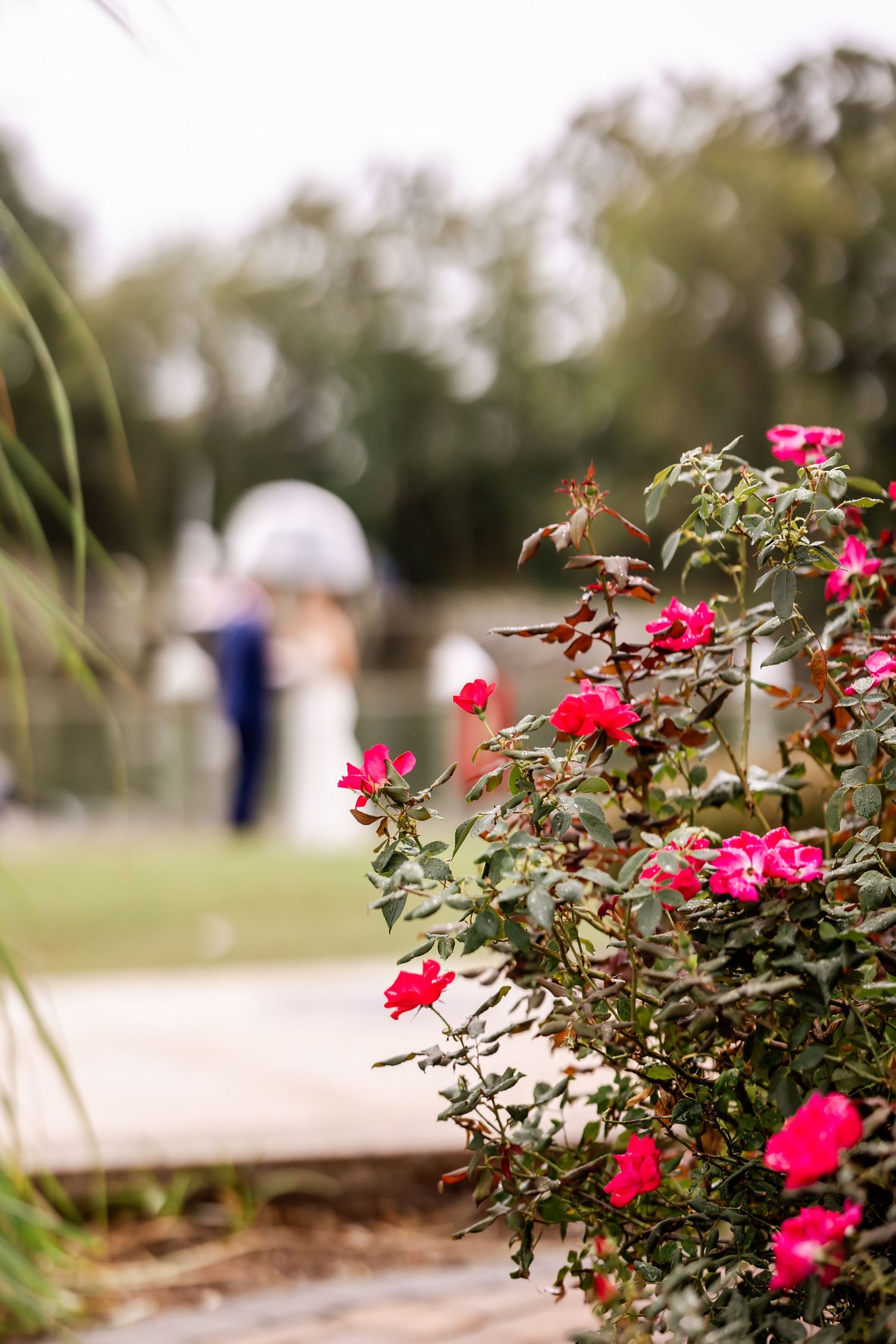 Pink roses bloom in the foreground while figures blur in the background of a garden path.