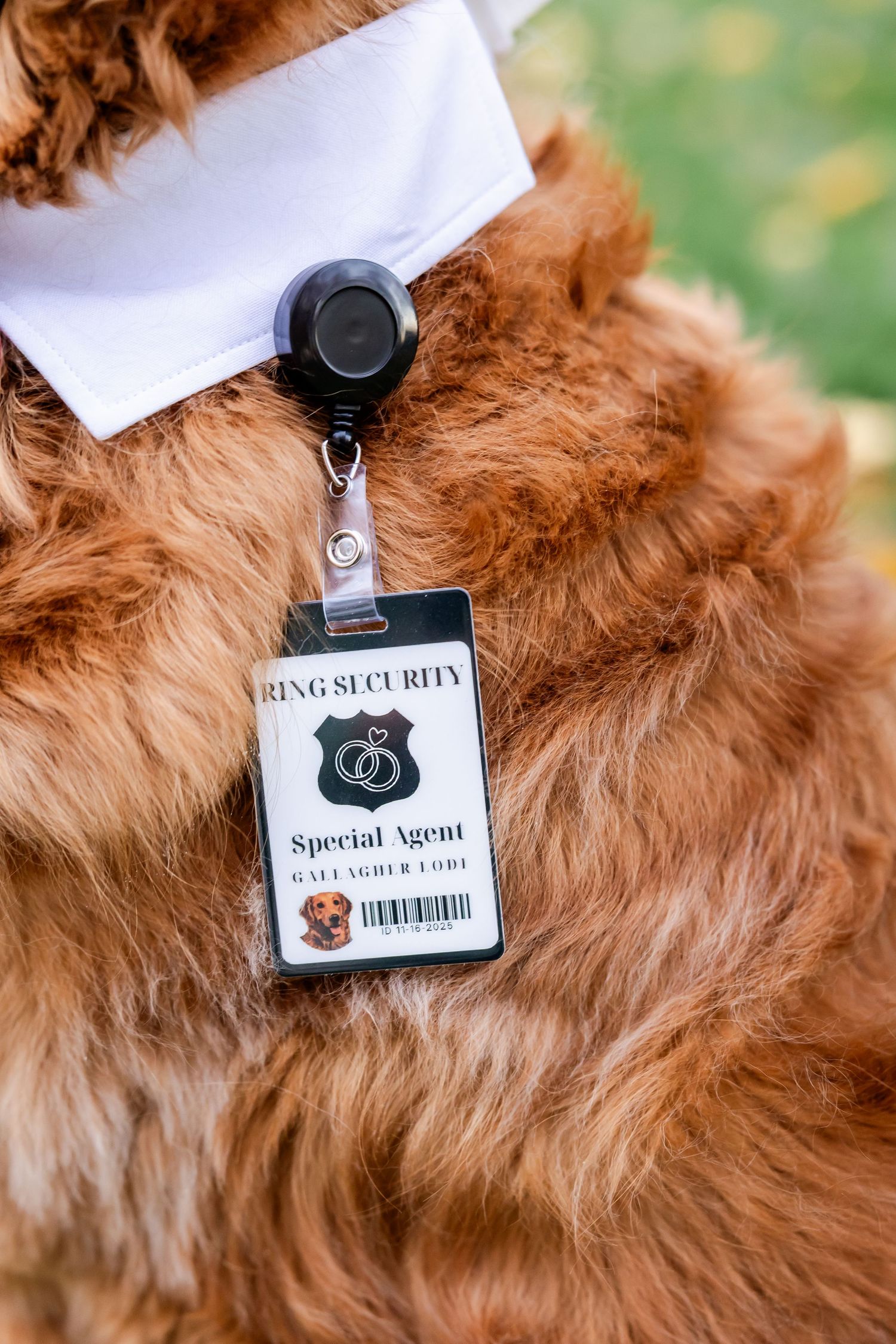 Close-up of security badges and credentials attached to golden retriever's fur.